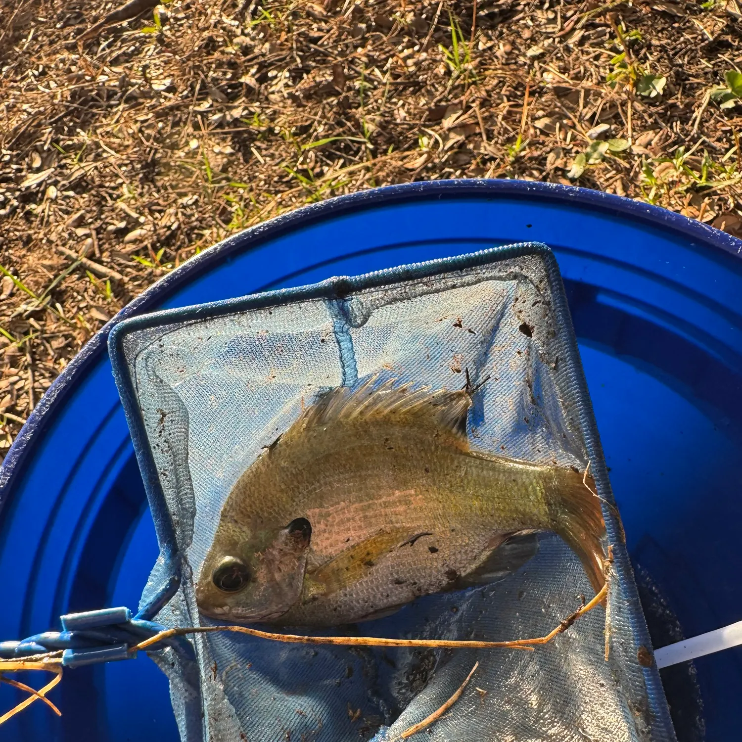 Green sunfish caught on Fishbrain