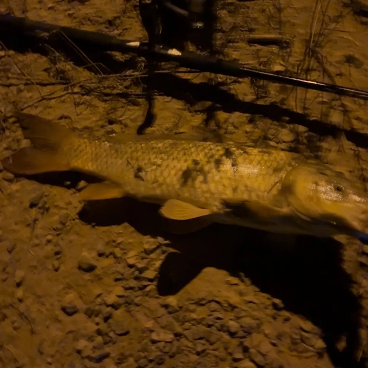 Common carp caught on Fishbrain