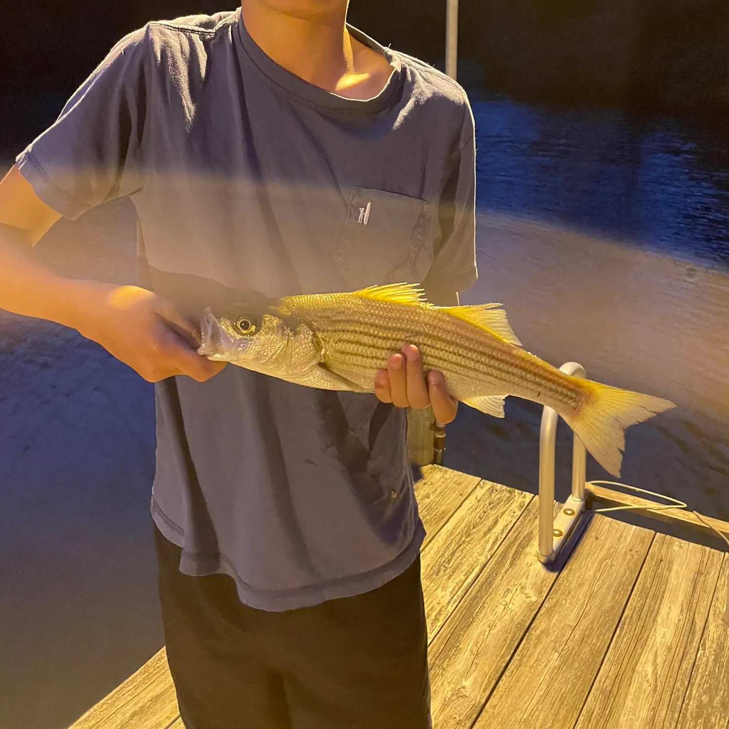 Striped bass caught on Fishbrain
