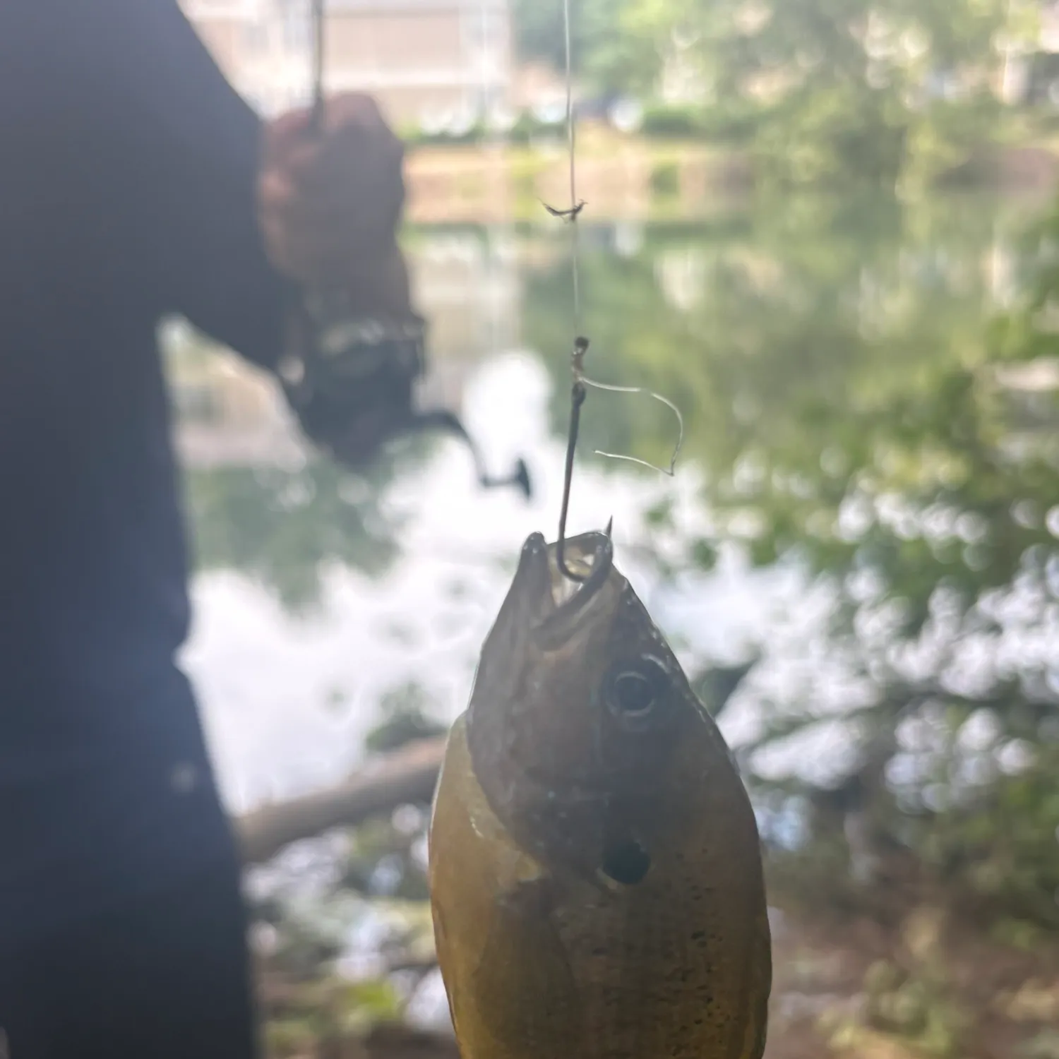 Orangespotted sunfish caught on Fishbrain
