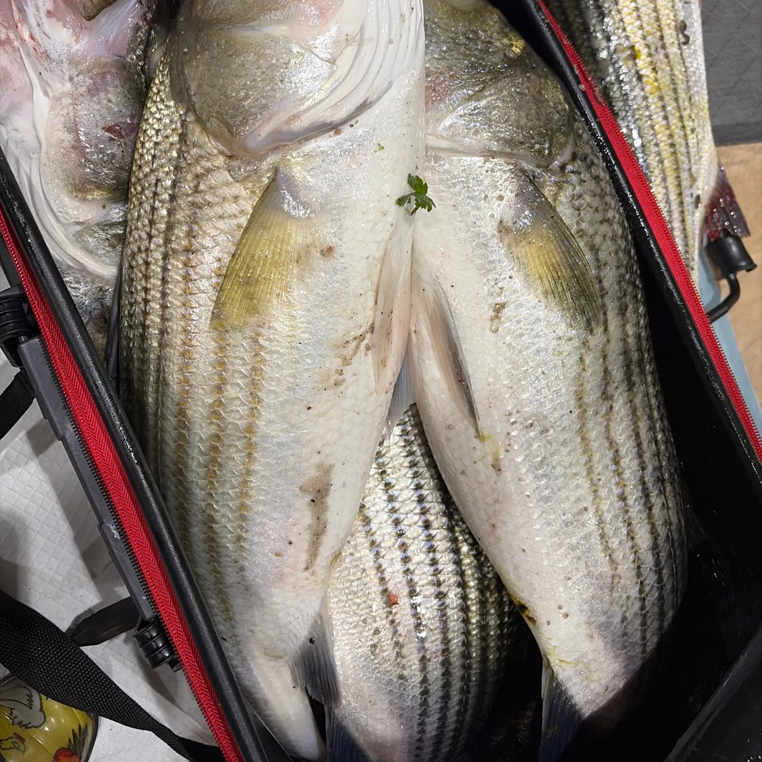 recently logged catches