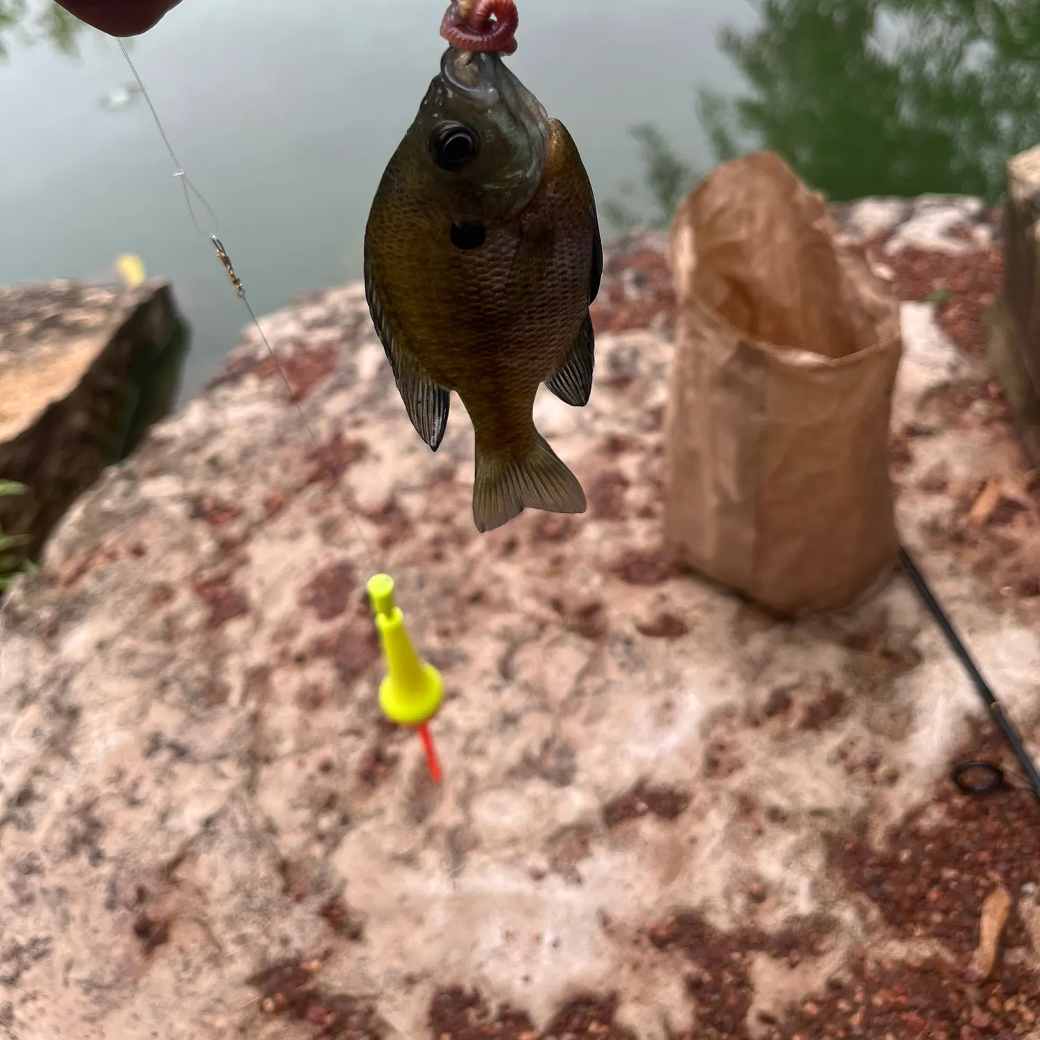 Bluegill caught on Fishbrain