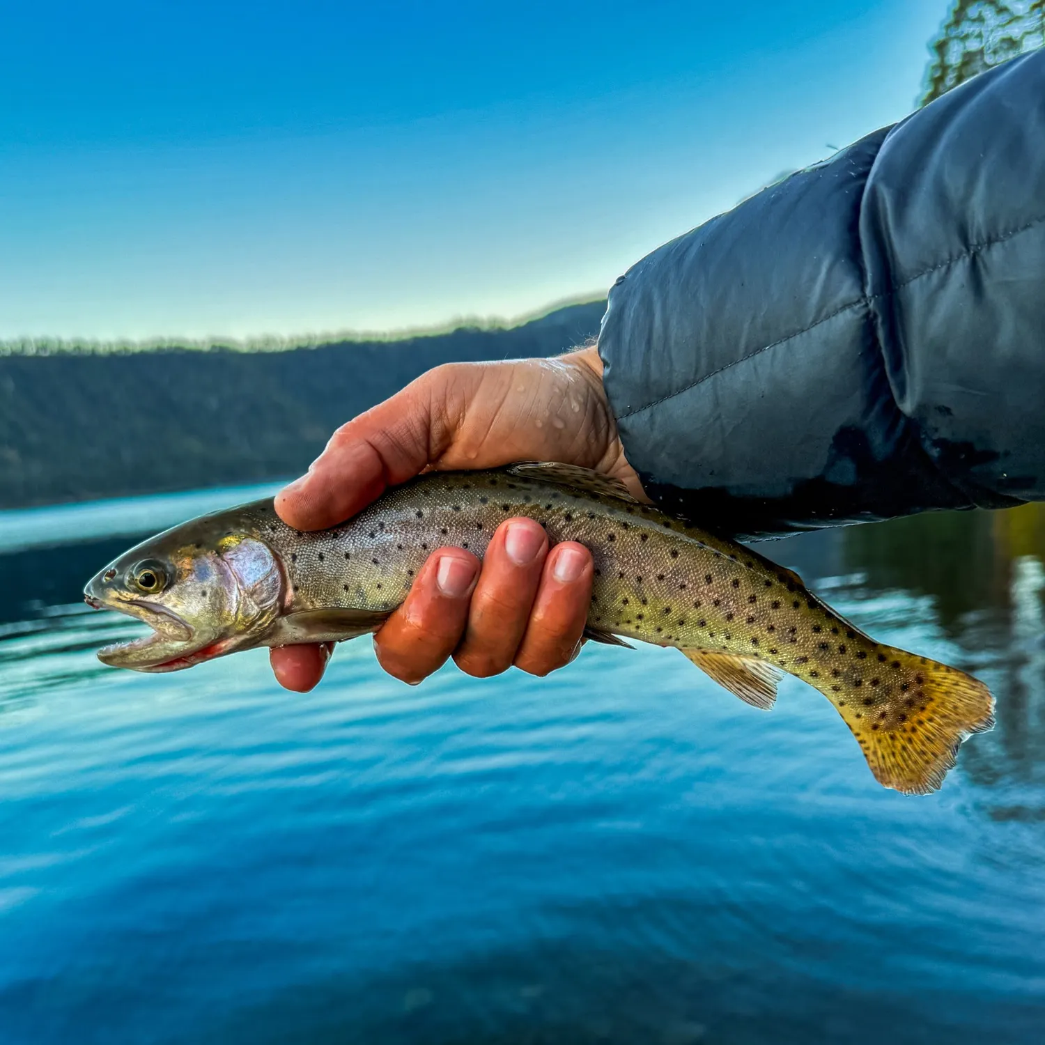Lahontan cutthroat trout caught on Fishbrain