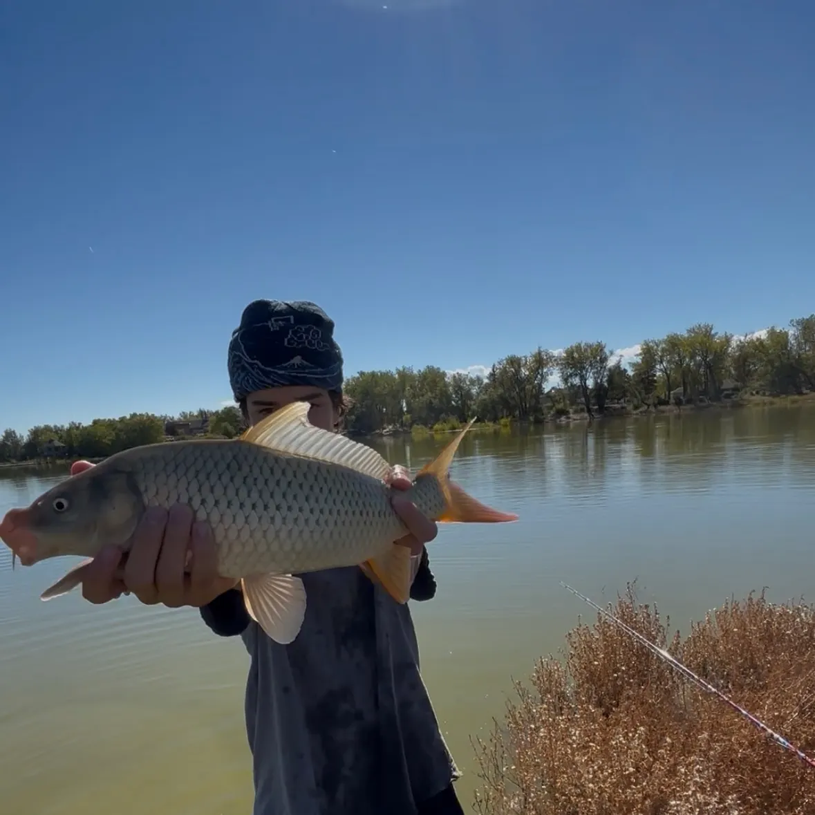 Common carp caught on Fishbrain