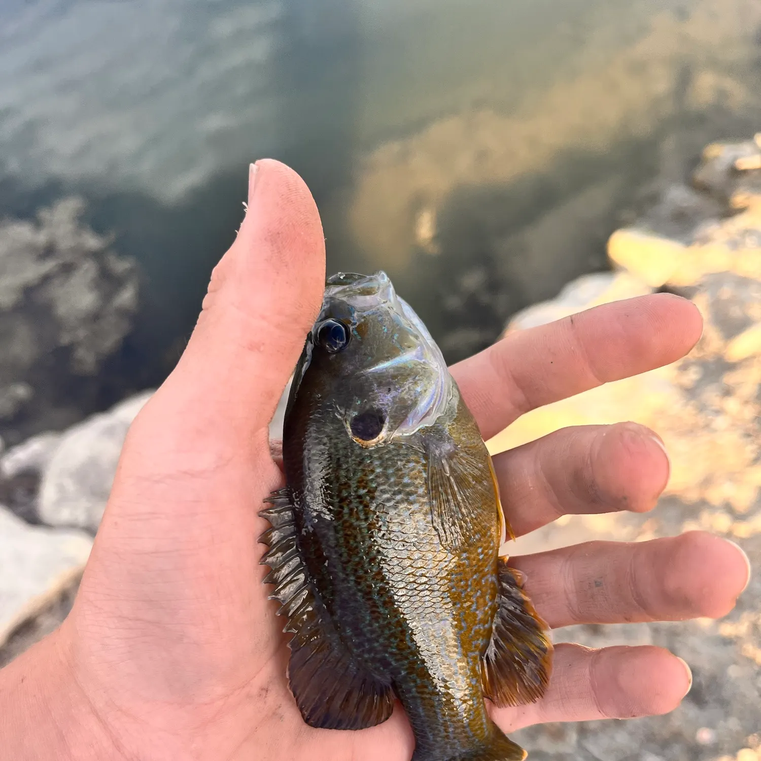 Green sunfish caught on Fishbrain