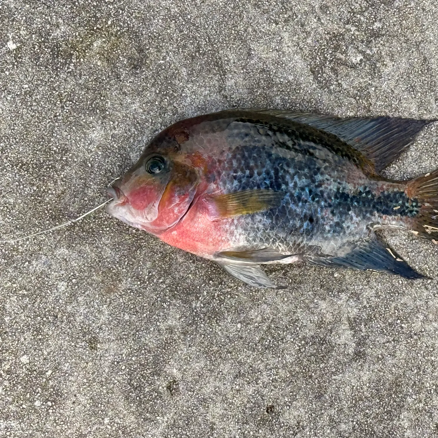 The most recent Redhead cichlid catches on Fishbrain