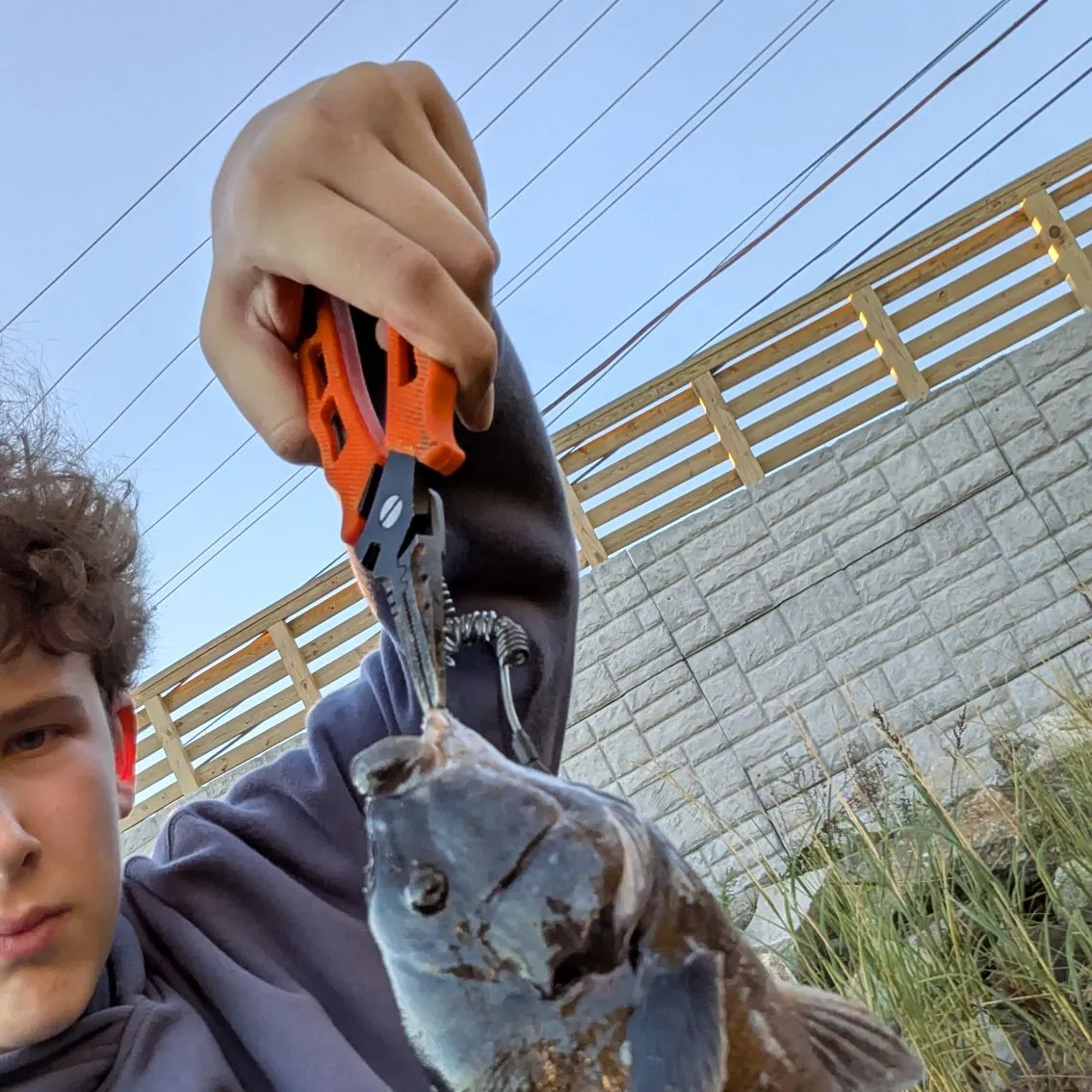 Tautog caught on Fishbrain