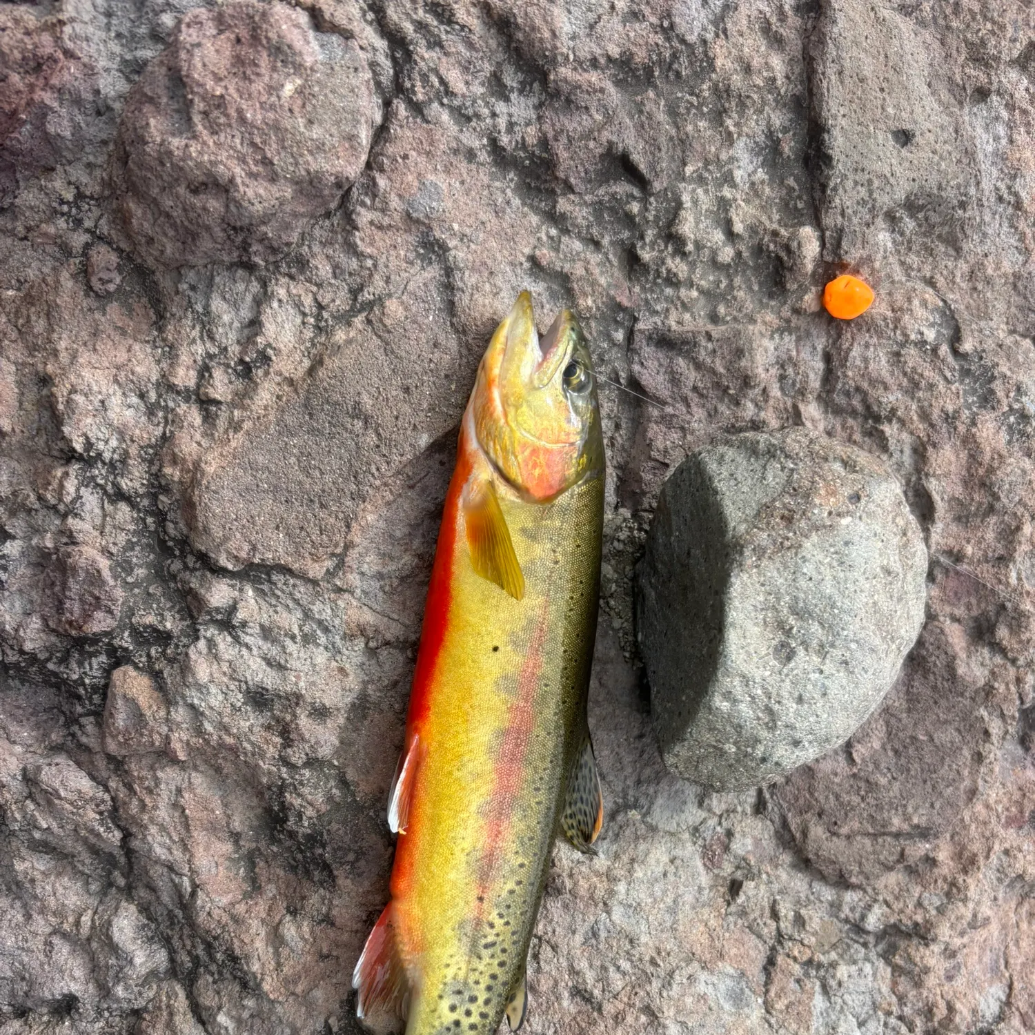The most recent Golden trout catches on Fishbrain