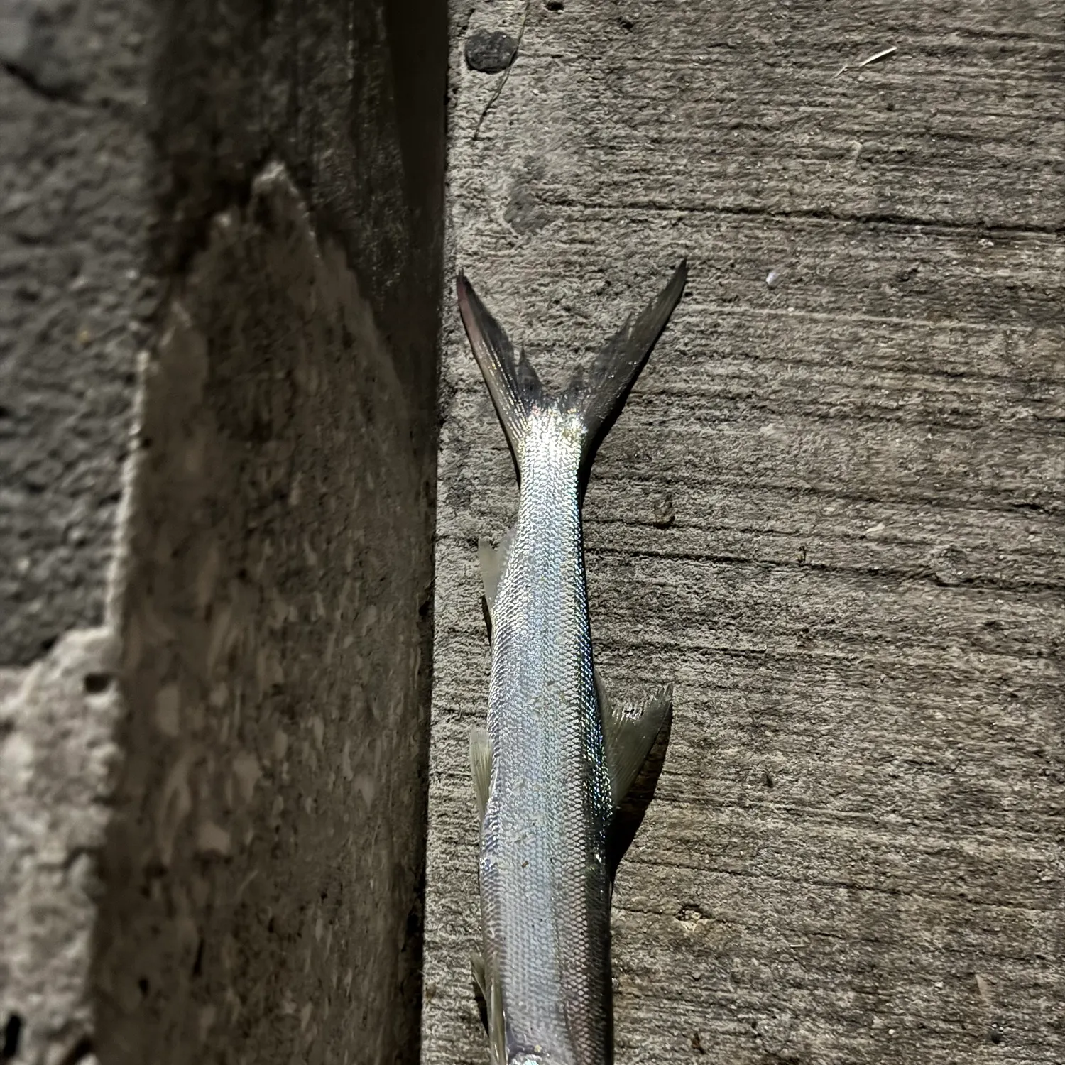 The most recent Ladyfish catches on Fishbrain