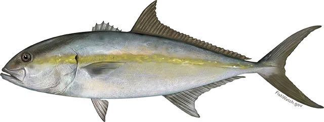 Greater amberjack