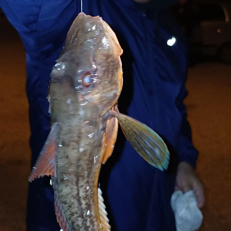 The most recent Flying gurnard catches on Fishbrain