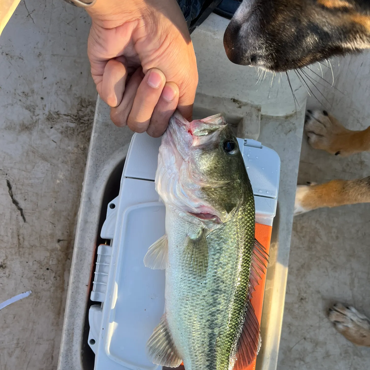 catch