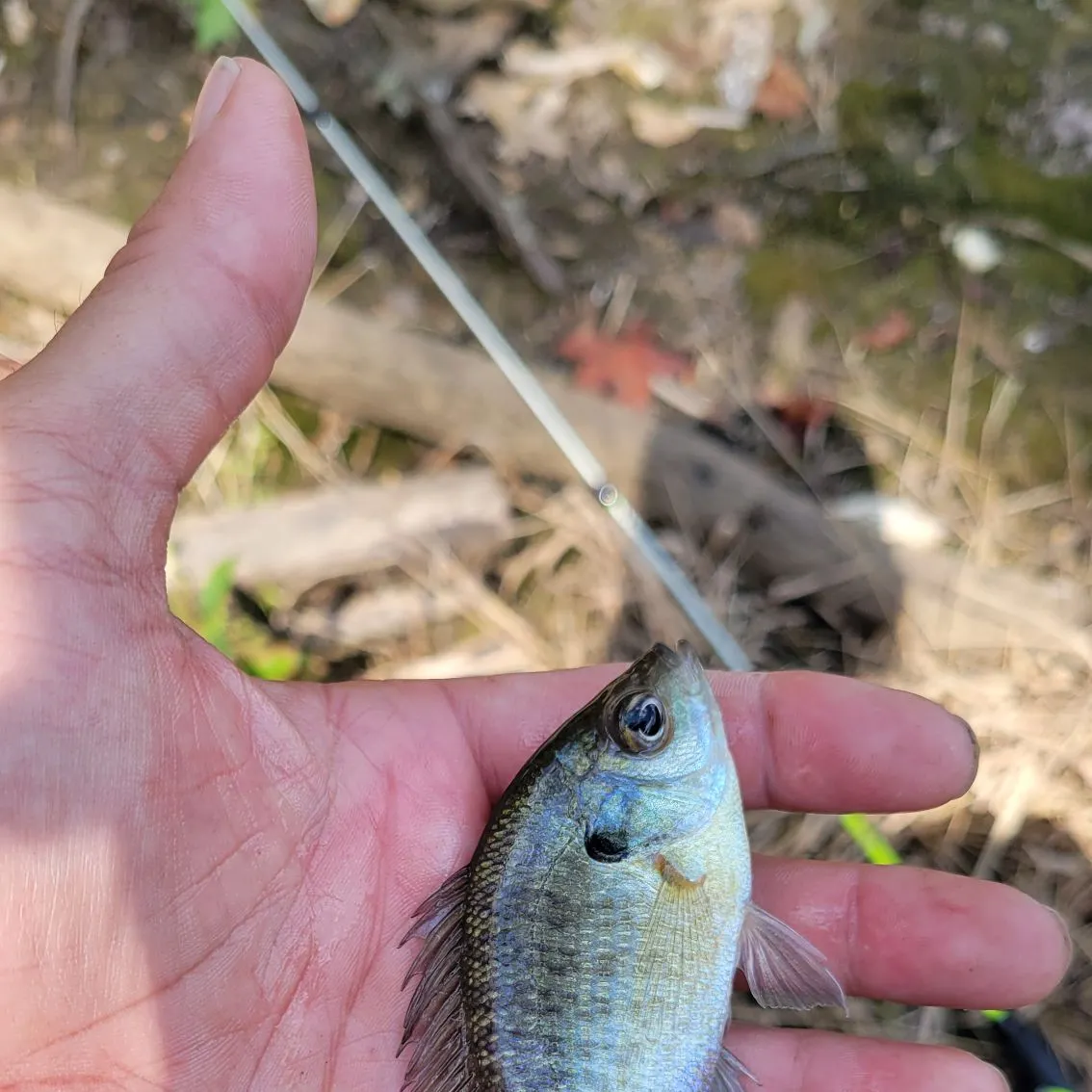 Bluegill caught on Fishbrain