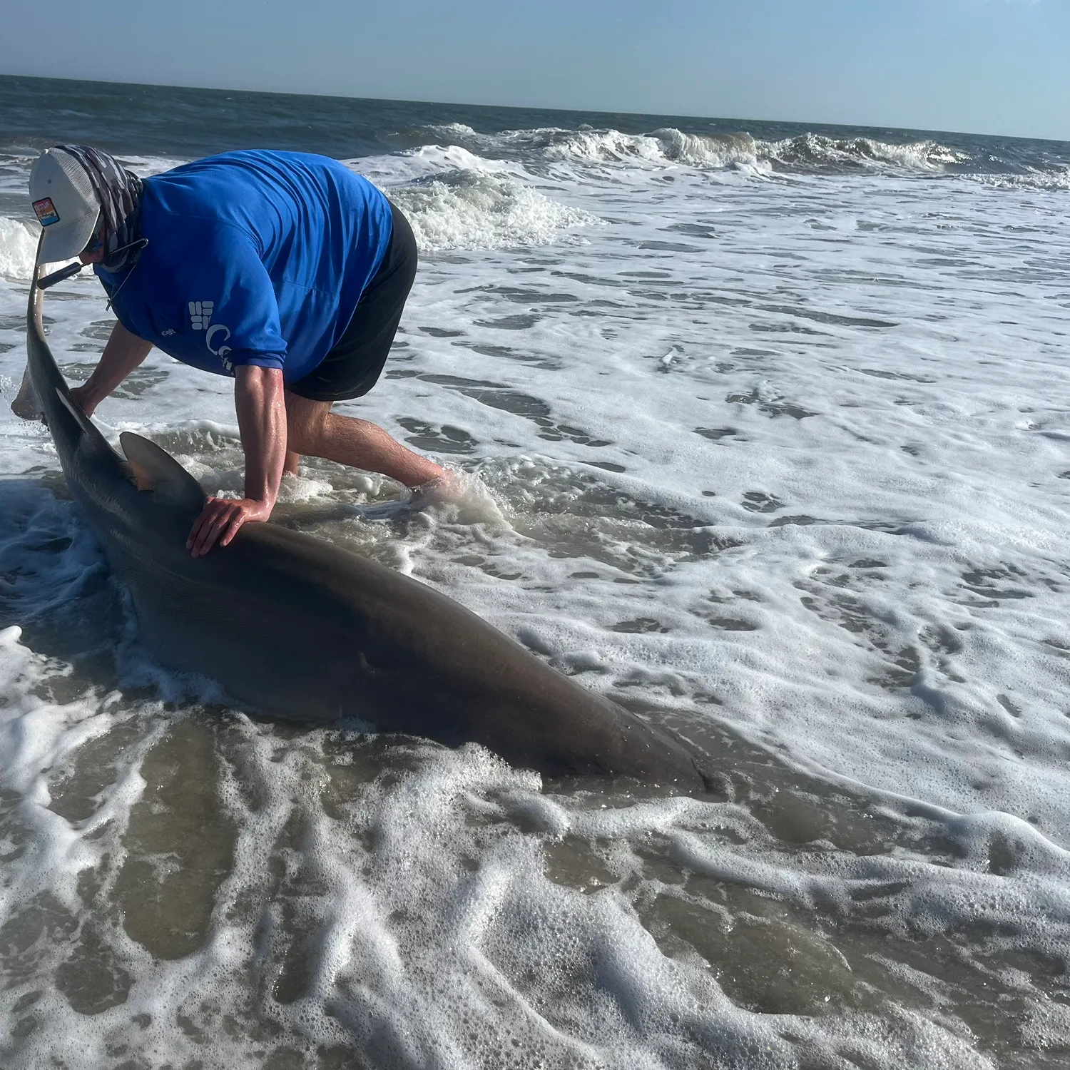 The most recent Sand tiger shark catches on Fishbrain
