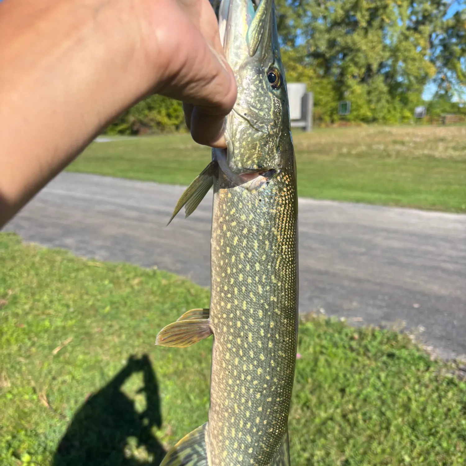 Northern pike caught on Fishbrain