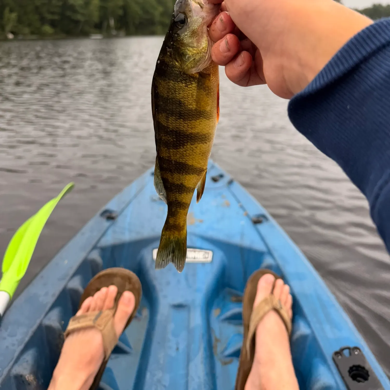 Yellow perch caught on Fishbrain