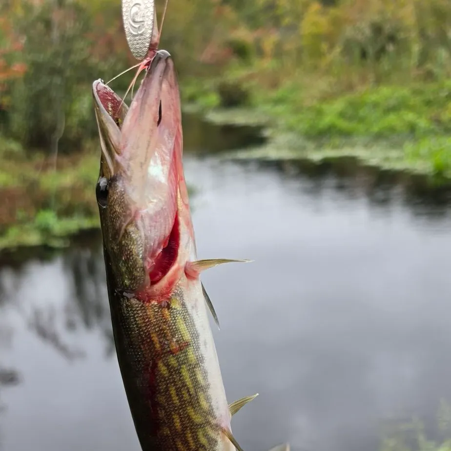 Chain pickerel caught on Fishbrain