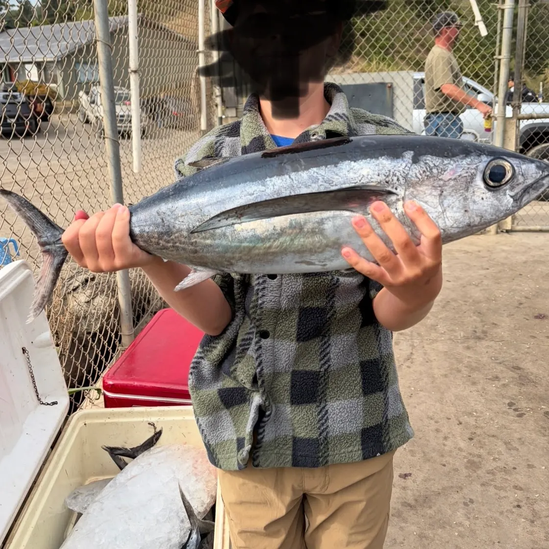 Albacore caught on Fishbrain