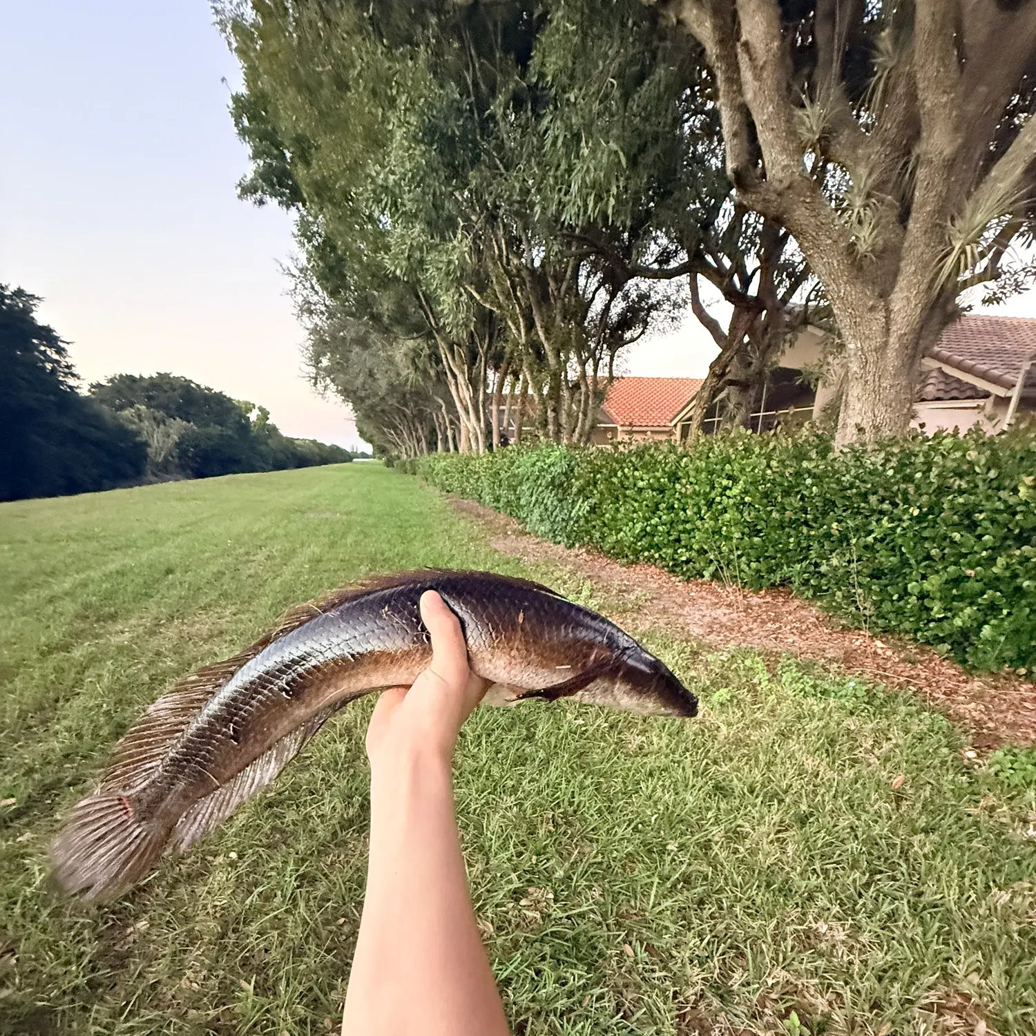 The most recent Bullseye snakehead catches on Fishbrain