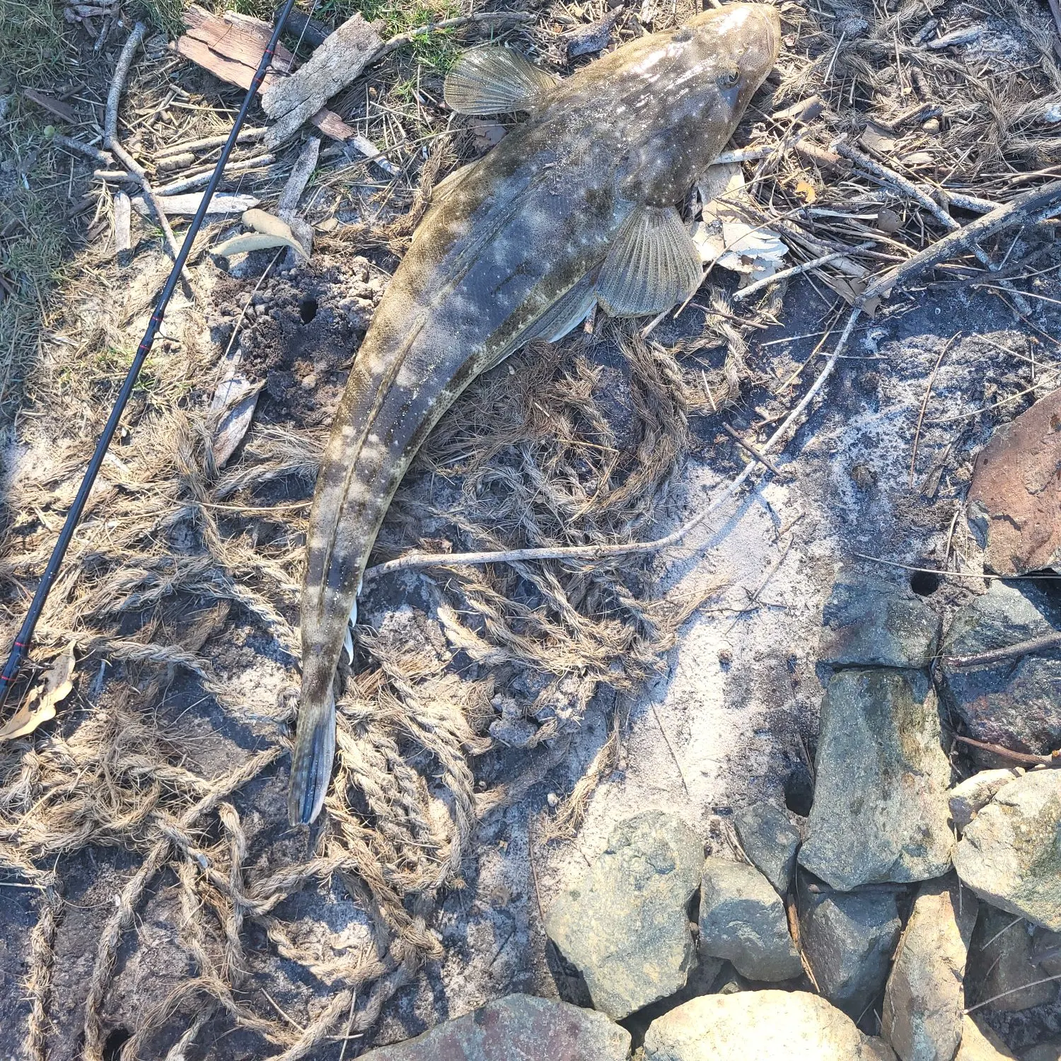 Dusky flathead caught on Fishbrain