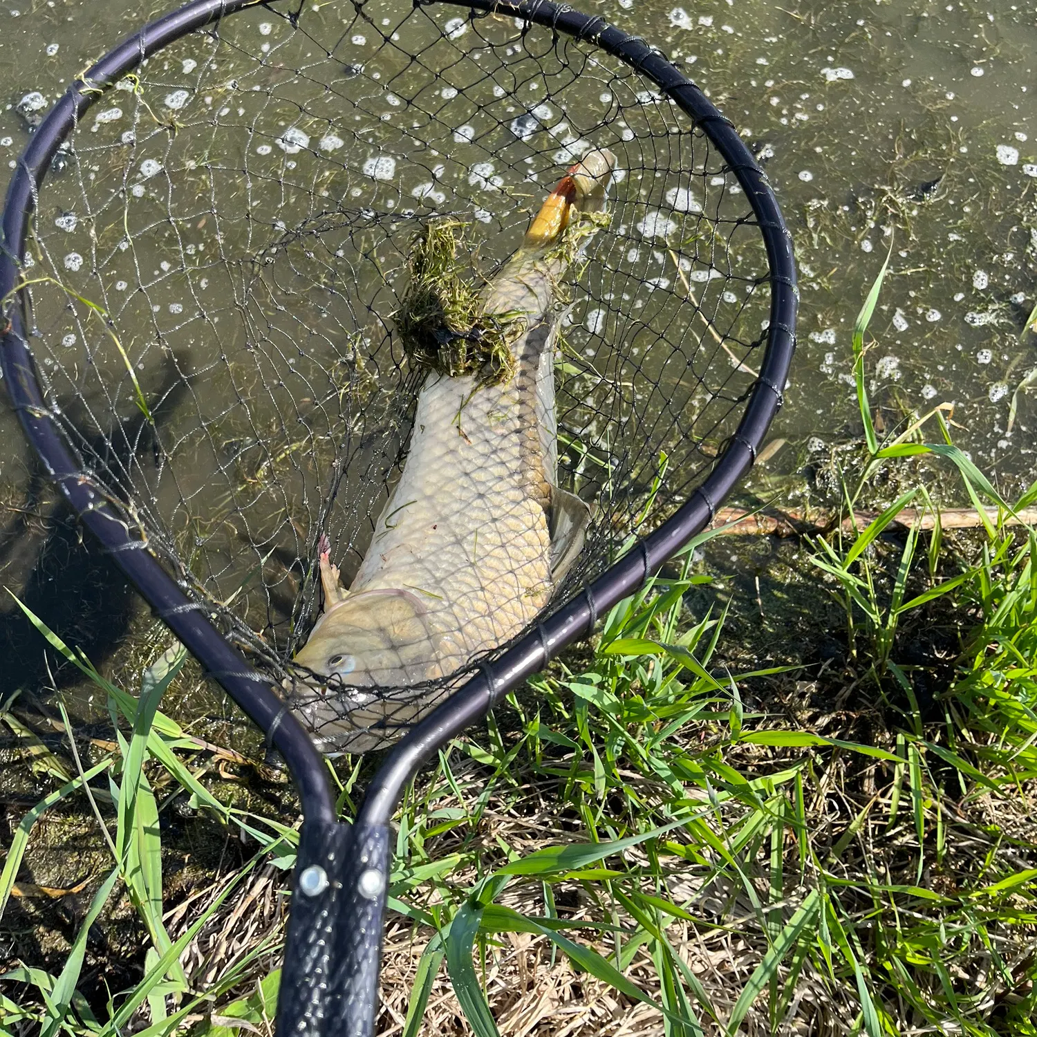 most liked catch image