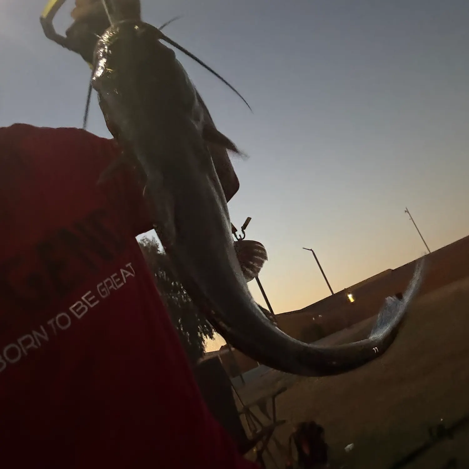 Channel catfish caught on Fishbrain