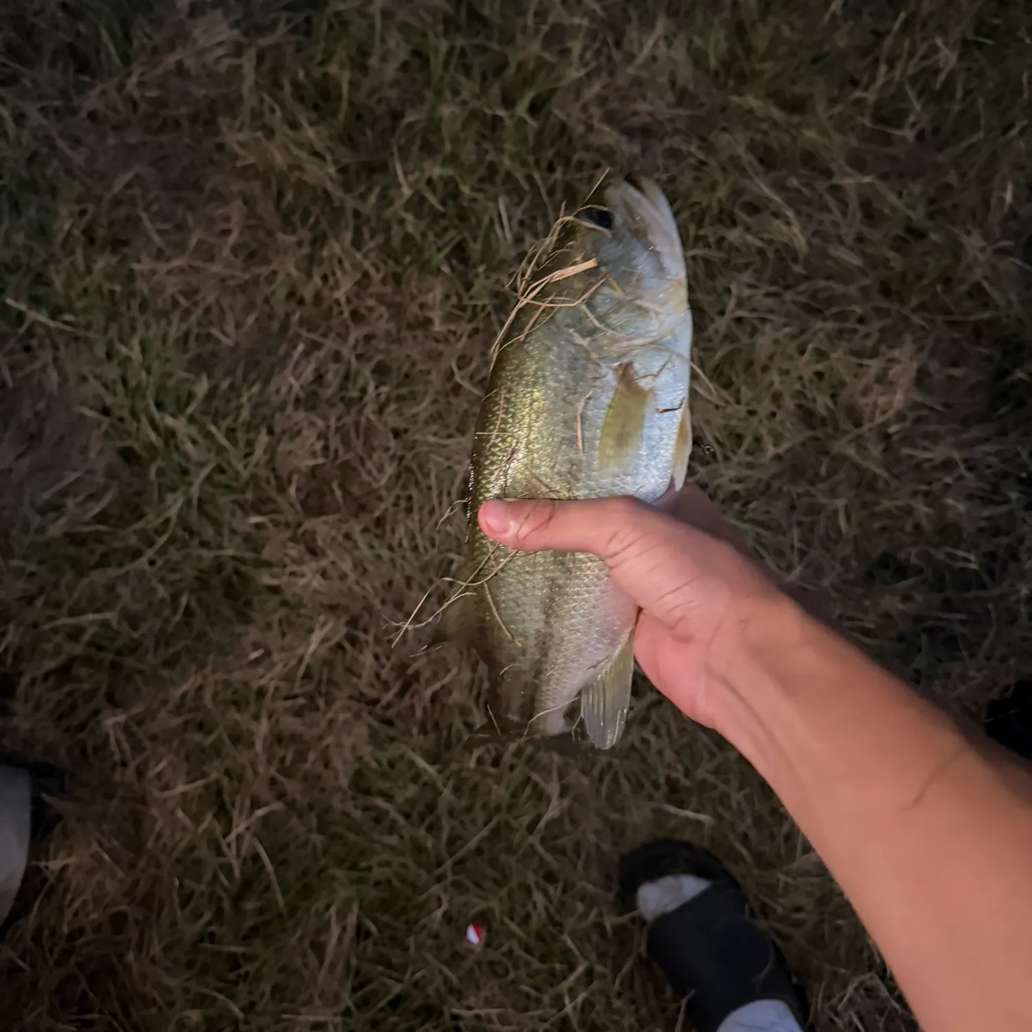 Spotted bass caught on Fishbrain