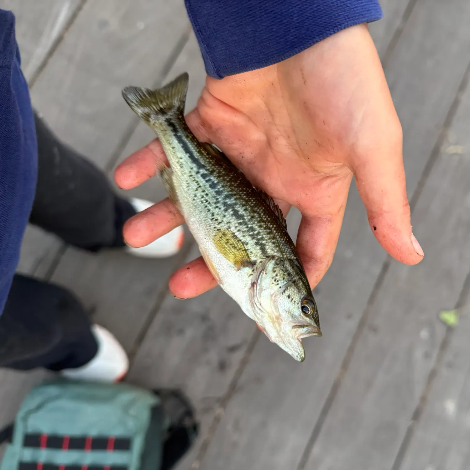 The most recent Meanmouth bass catches on Fishbrain