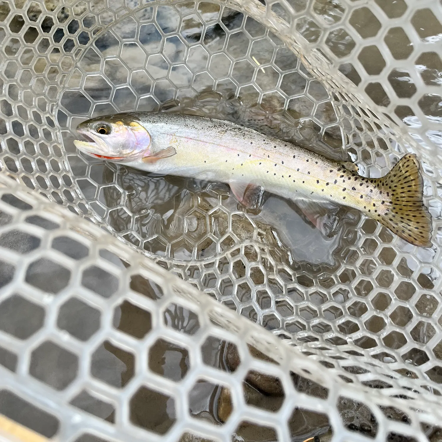 Colorado river cutthroat trout caught on Fishbrain