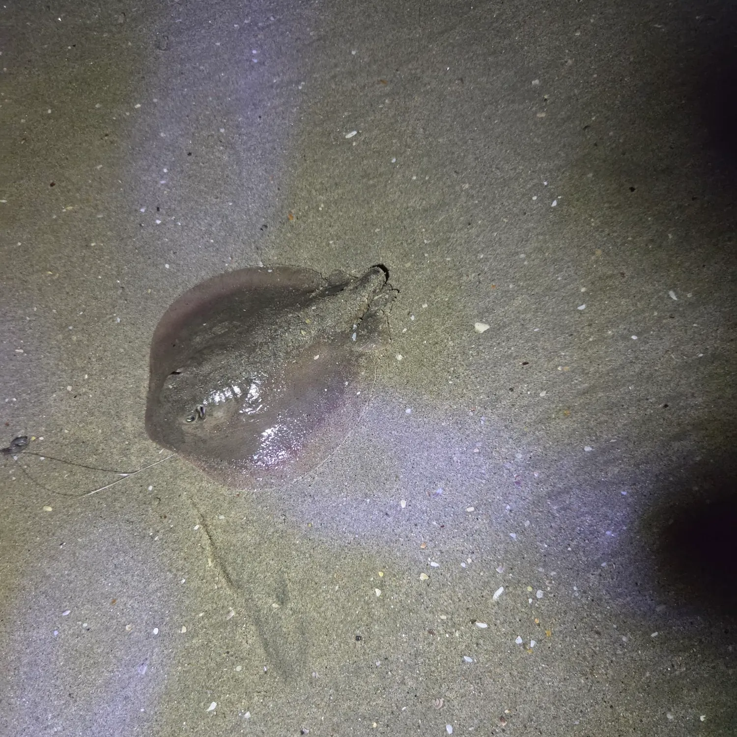 The most recent Haller's round ray catches on Fishbrain