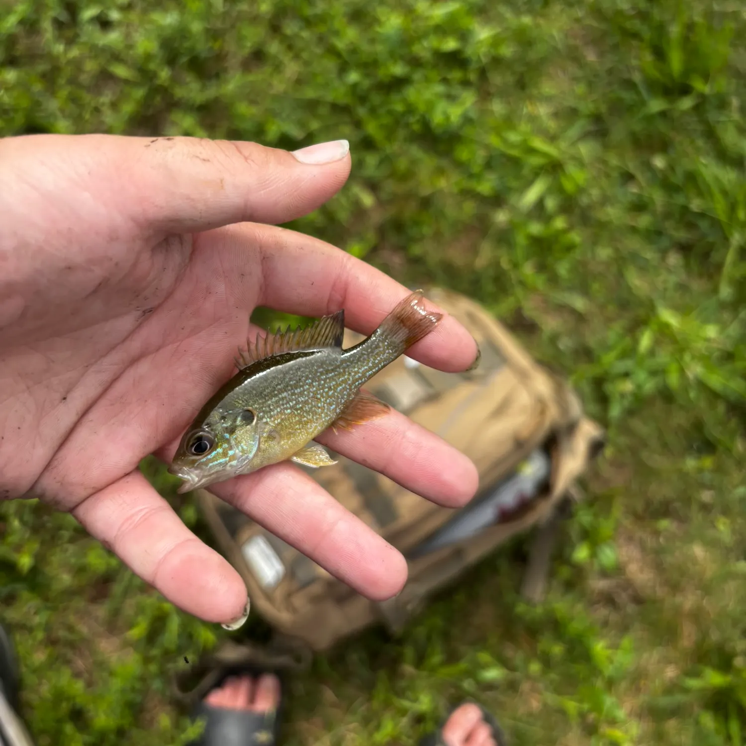 Bluegill caught on Fishbrain