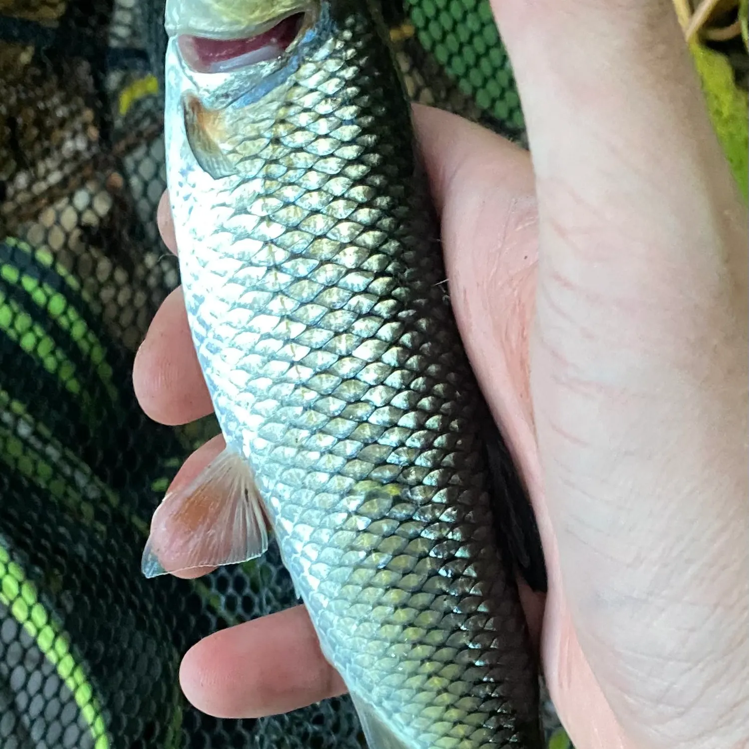 Fallfish caught on Fishbrain