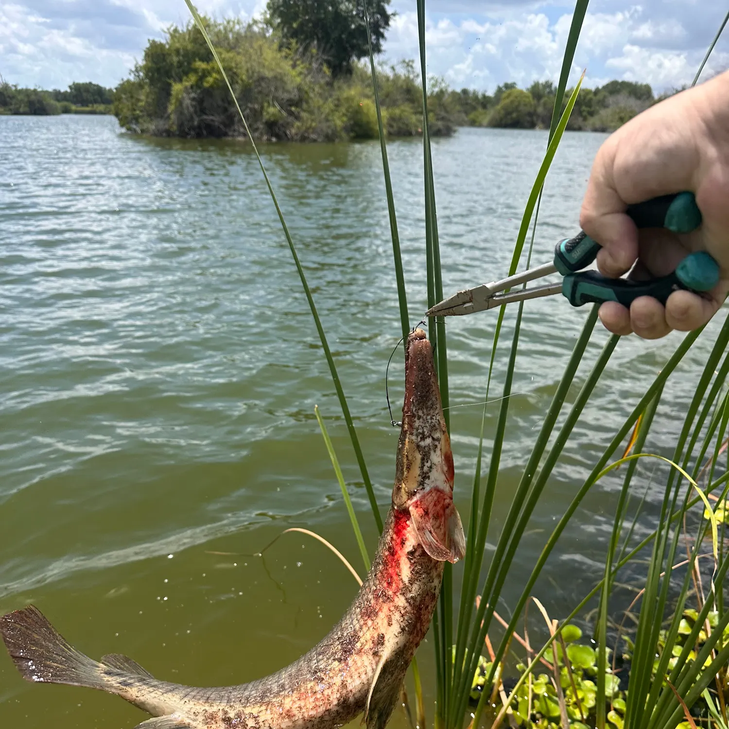 catch