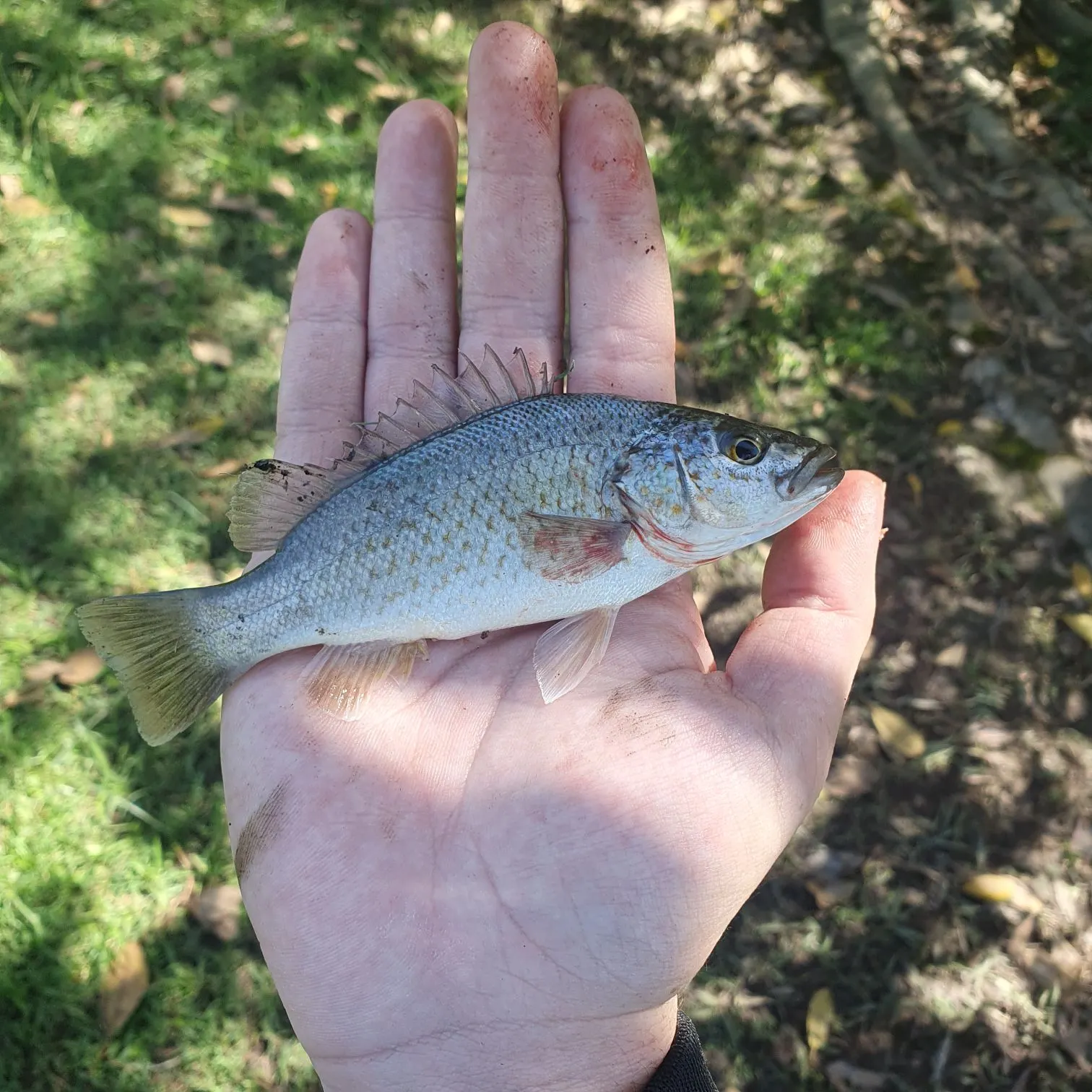 The most recent Spangled perch catches on Fishbrain