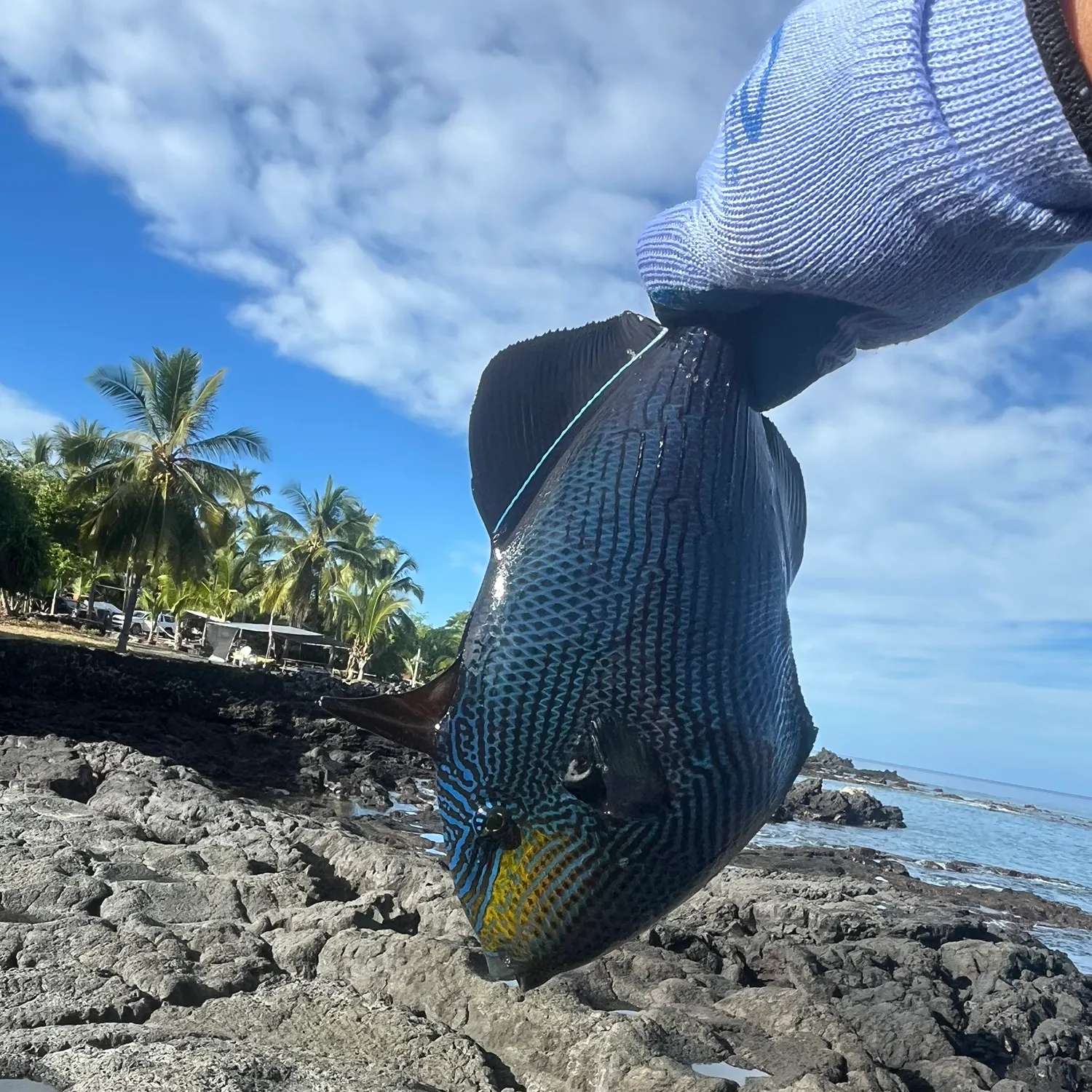 The most recent Black triggerfish catches on Fishbrain