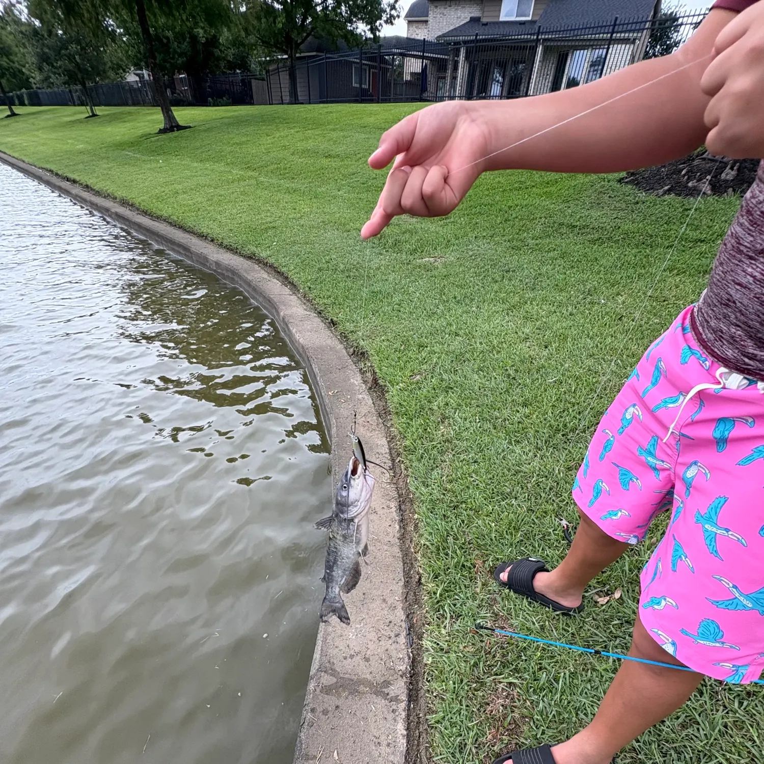 The most recent Dusky flathead catches on Fishbrain