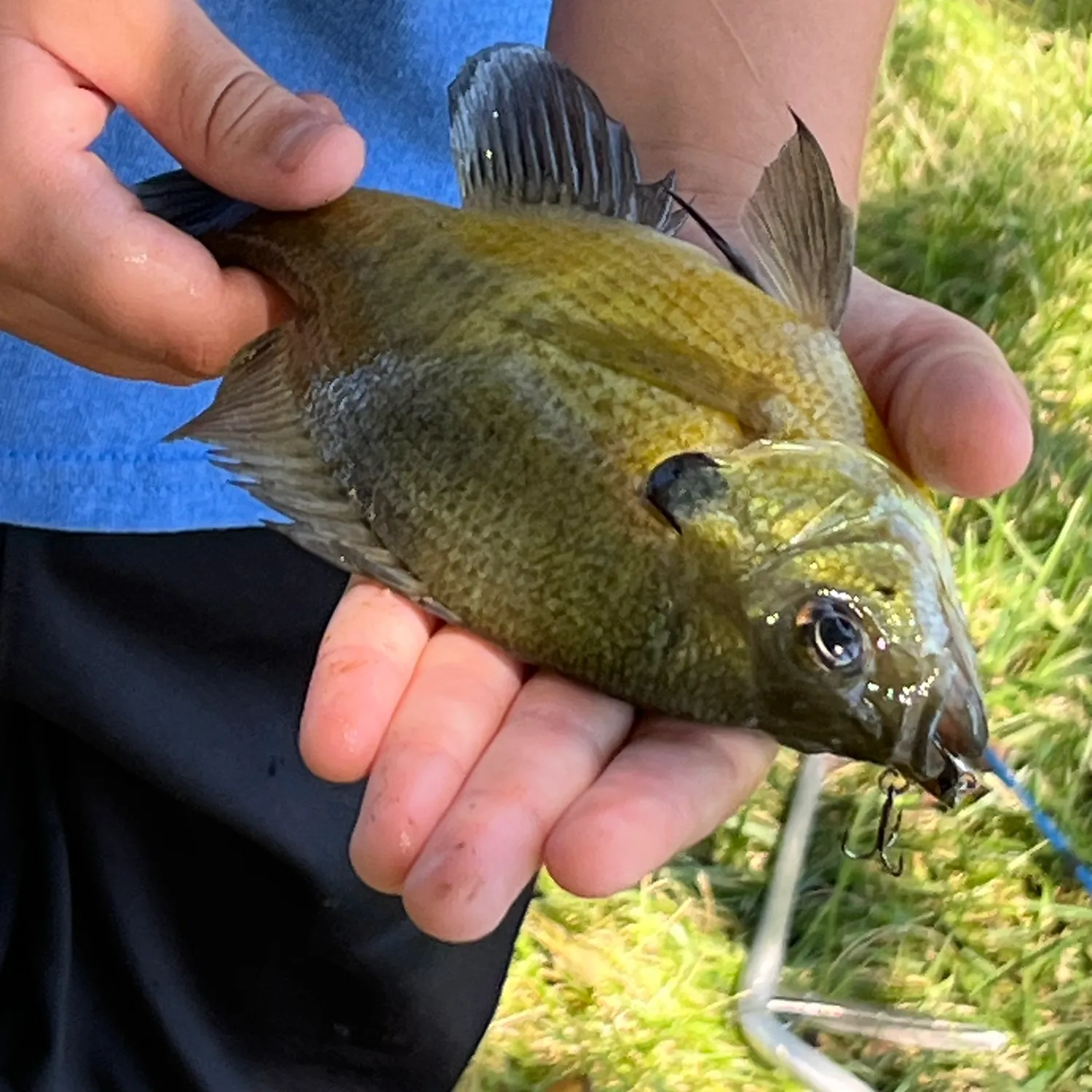 Bluegill caught on Fishbrain