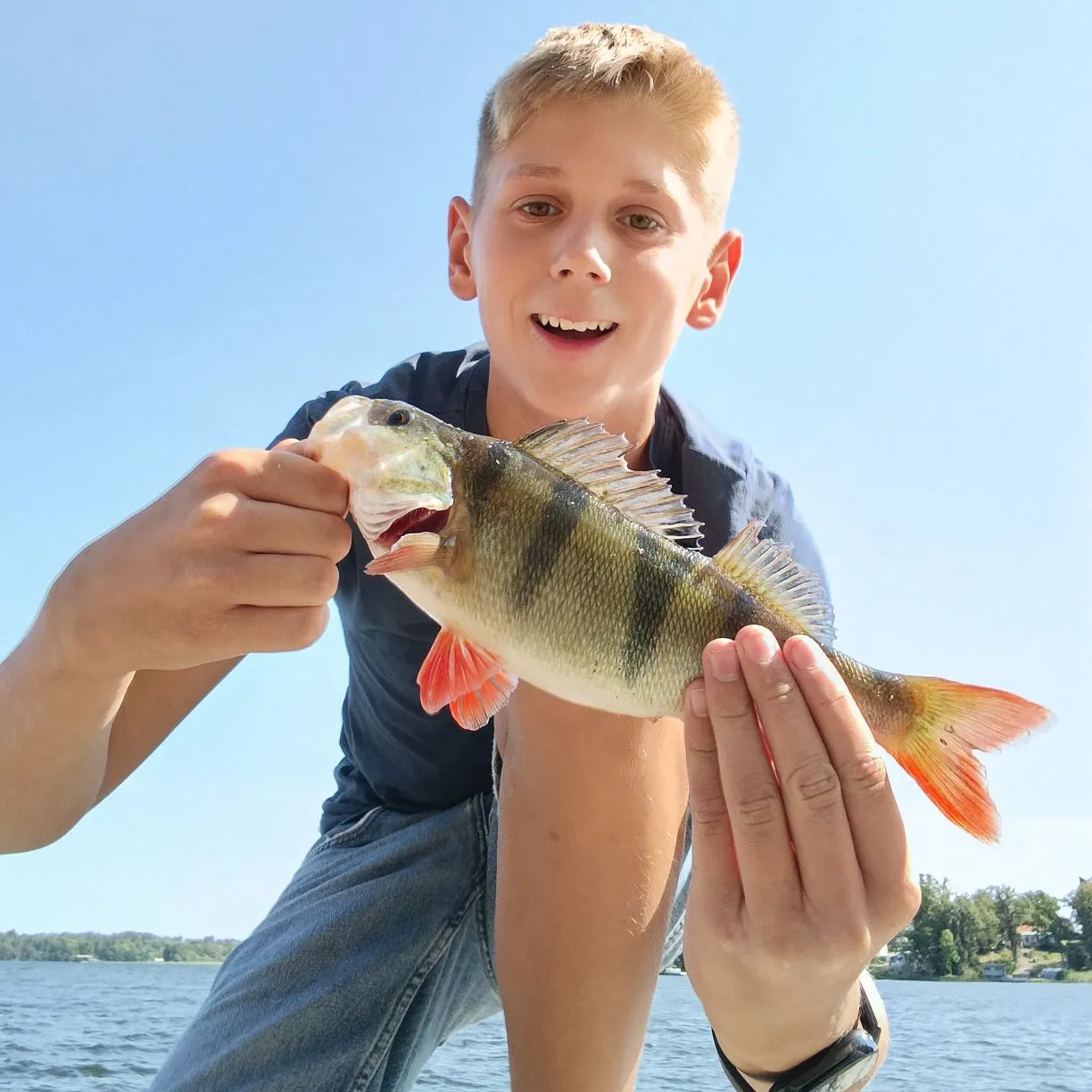 European perch caught on Fishbrain