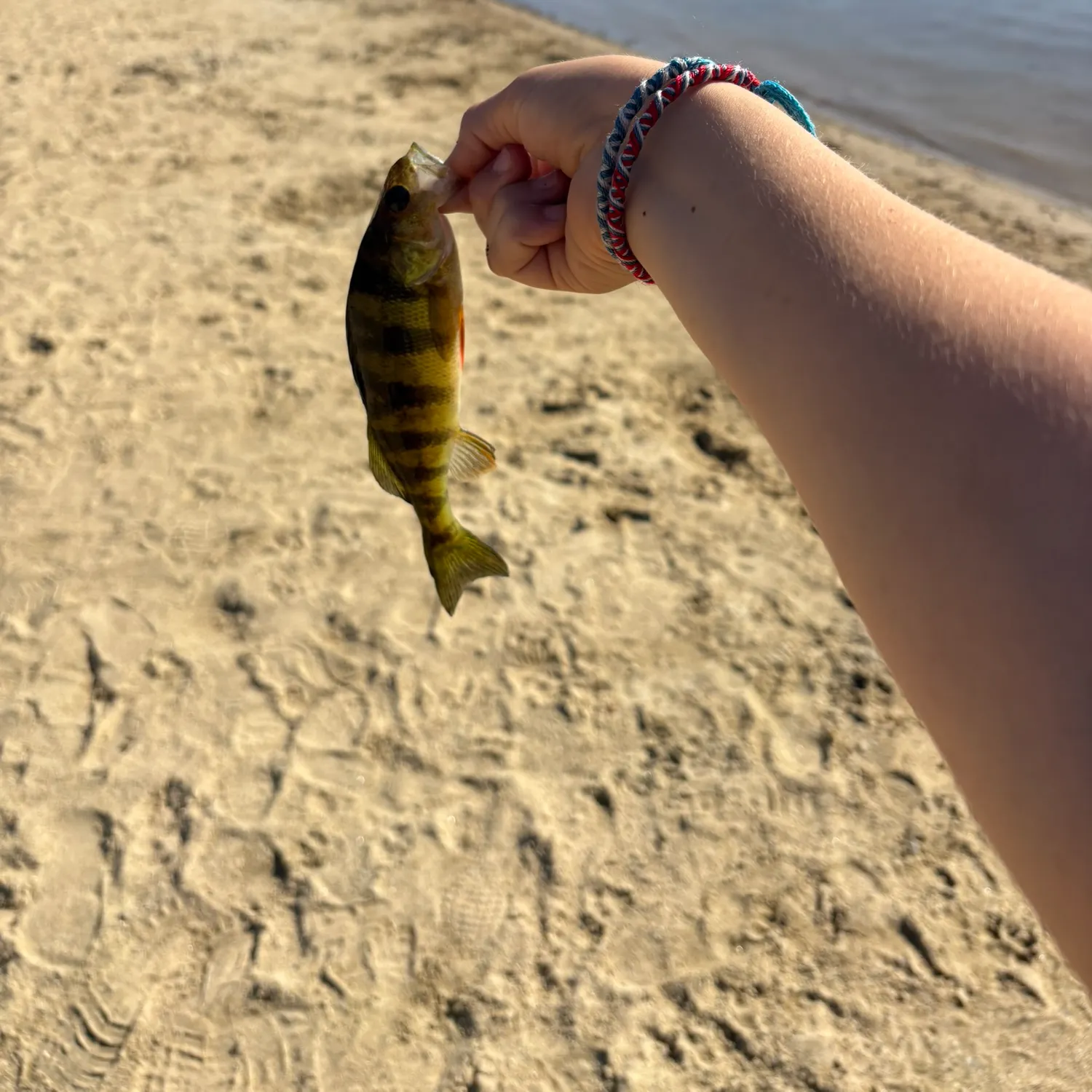 The most recent Yellow perch catches on Fishbrain