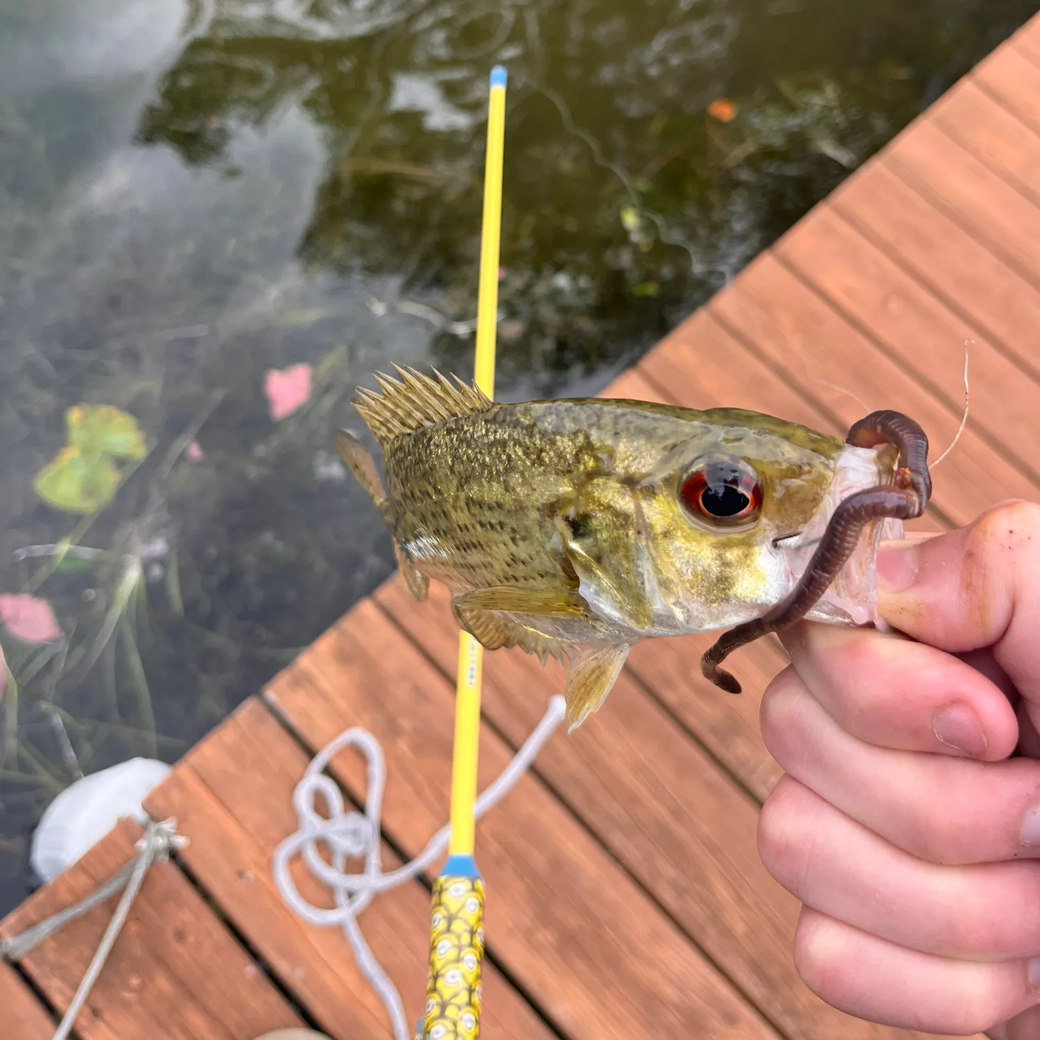 Rock bass caught on Fishbrain