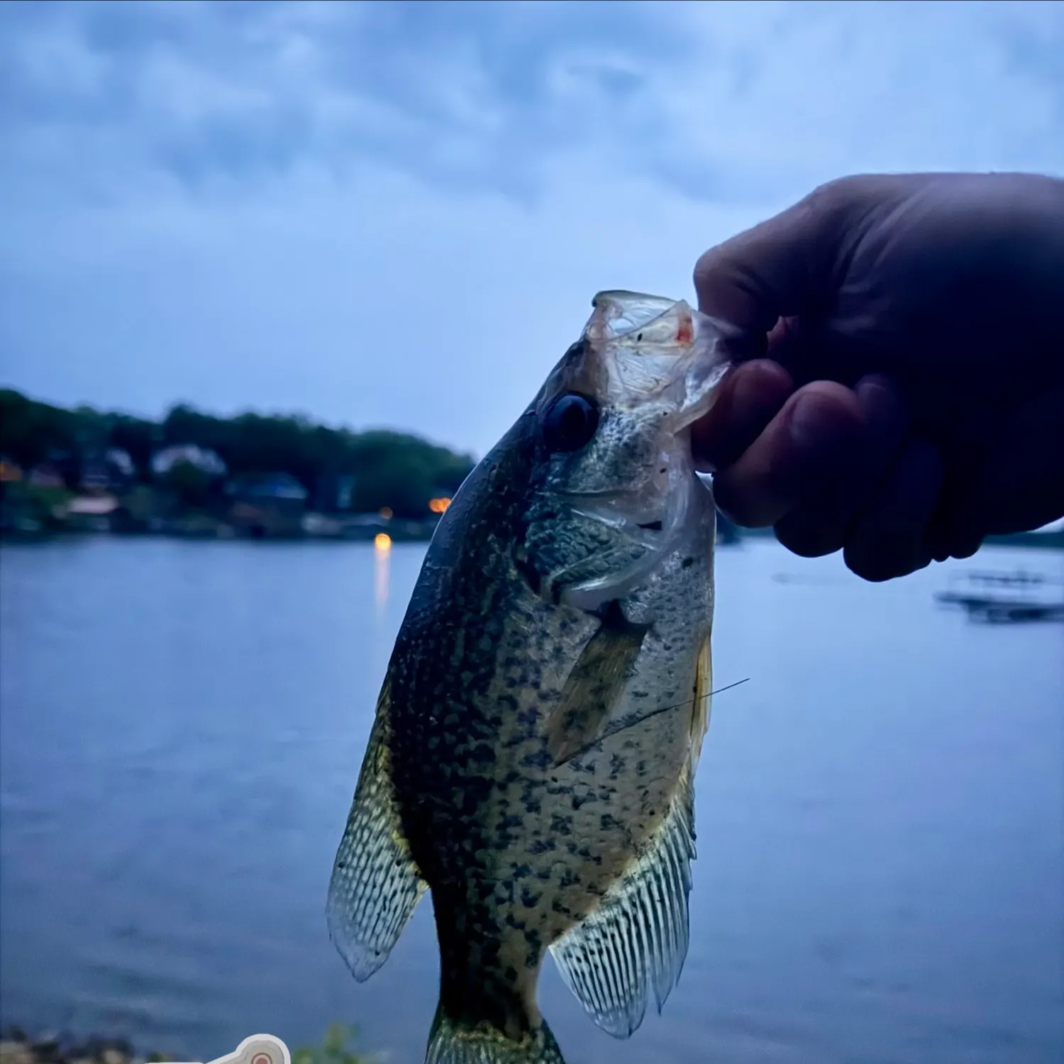 Black crappie caught on Fishbrain