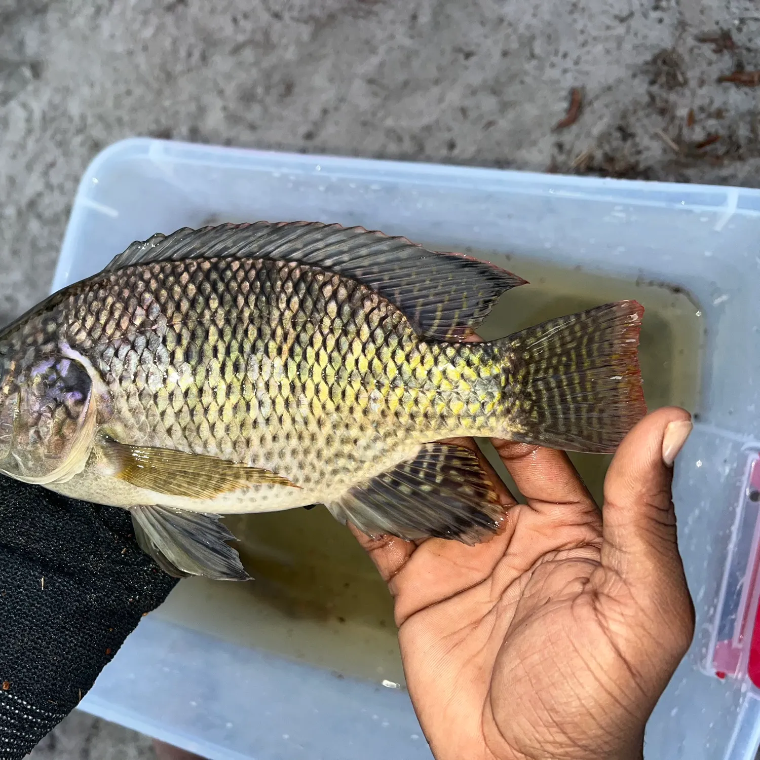 The most recent Kariba tilapia catches on Fishbrain