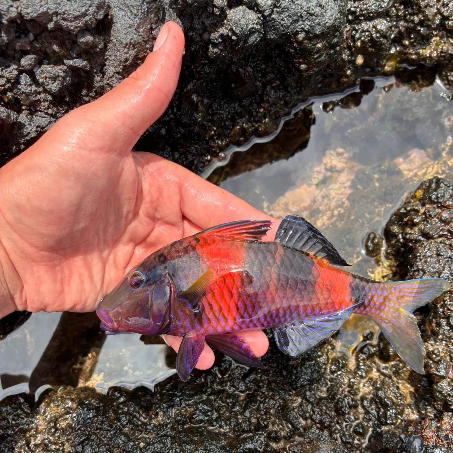 The most recent Manybar goatfish catches on Fishbrain