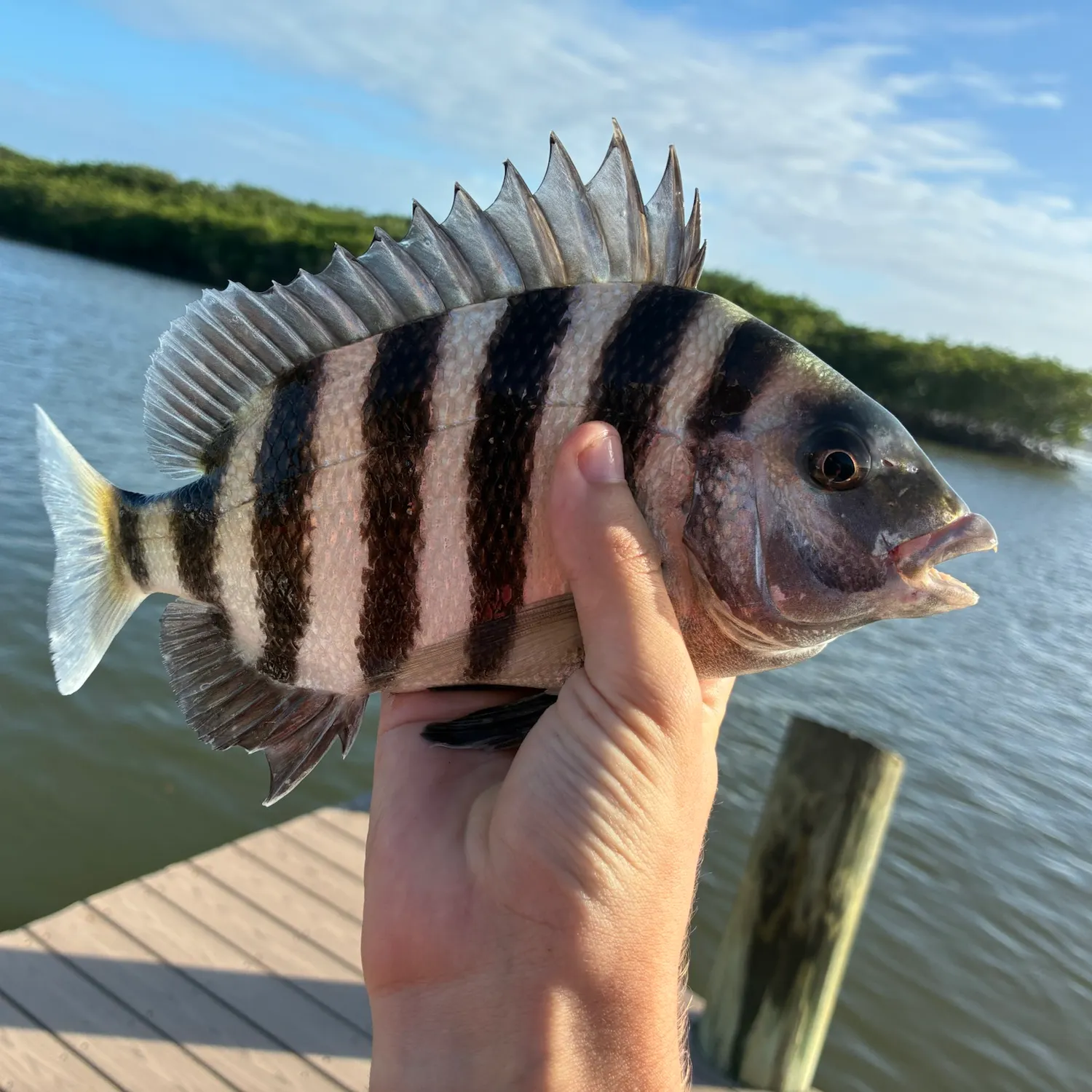 The most recent Sheepshead catches on Fishbrain