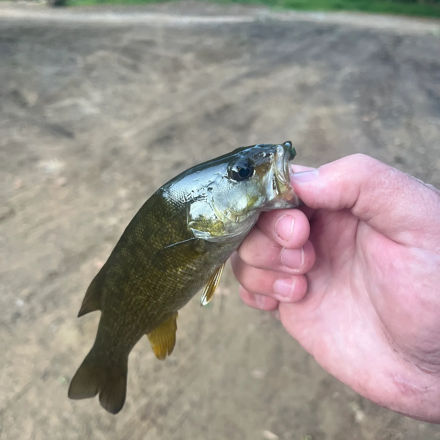 Smallmouth bass caught on Fishbrain