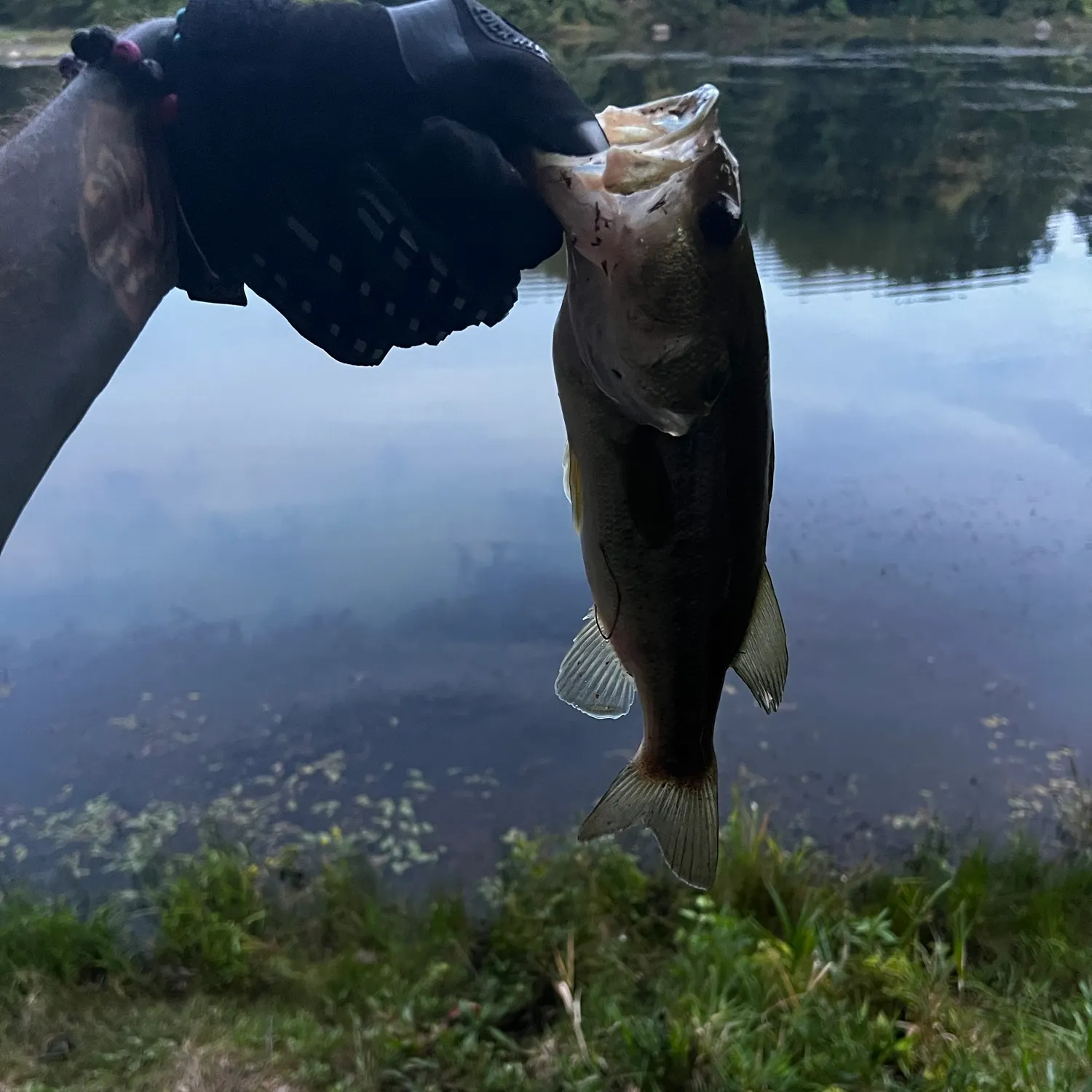 Largemouth bass caught on Fishbrain