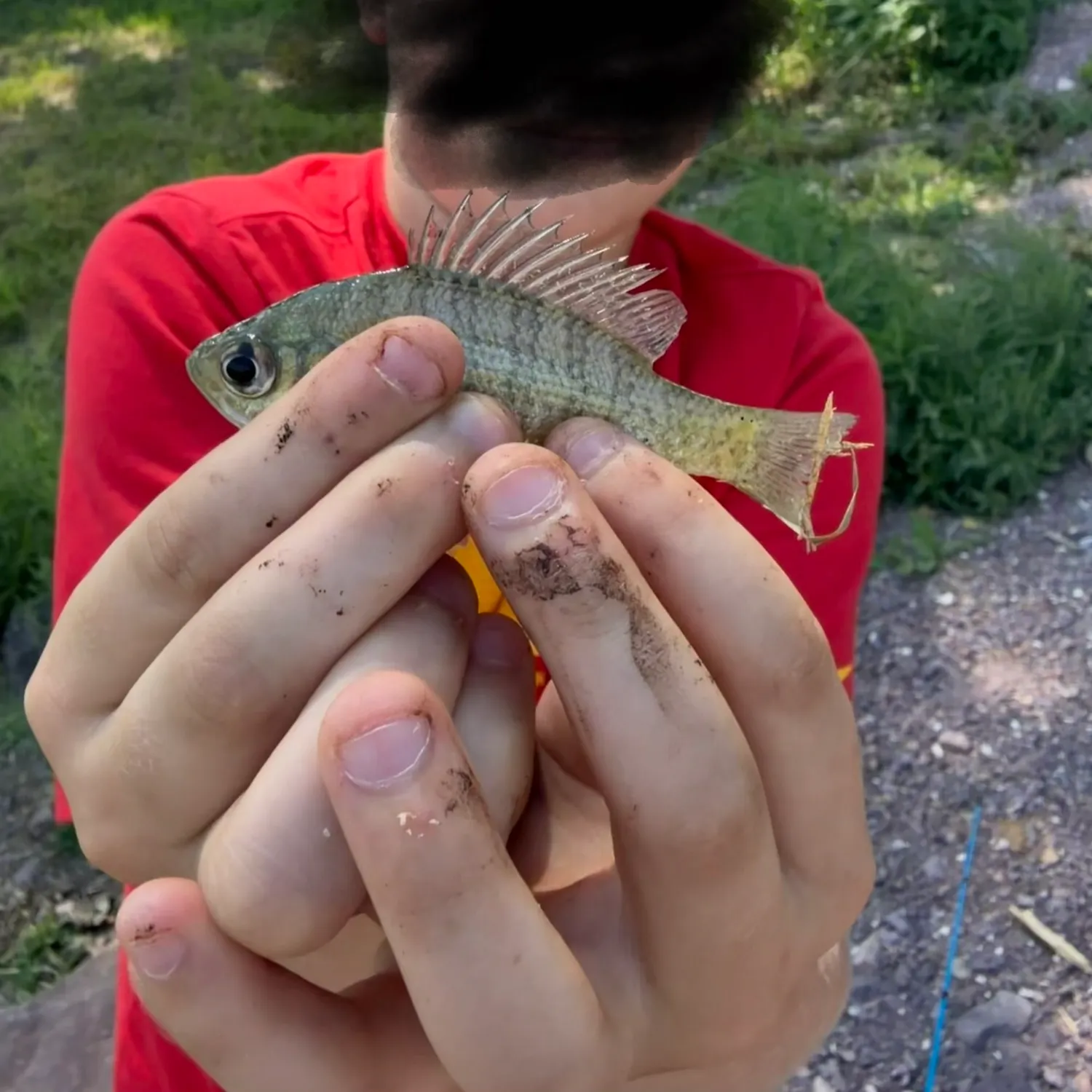 Bluegill caught on Fishbrain