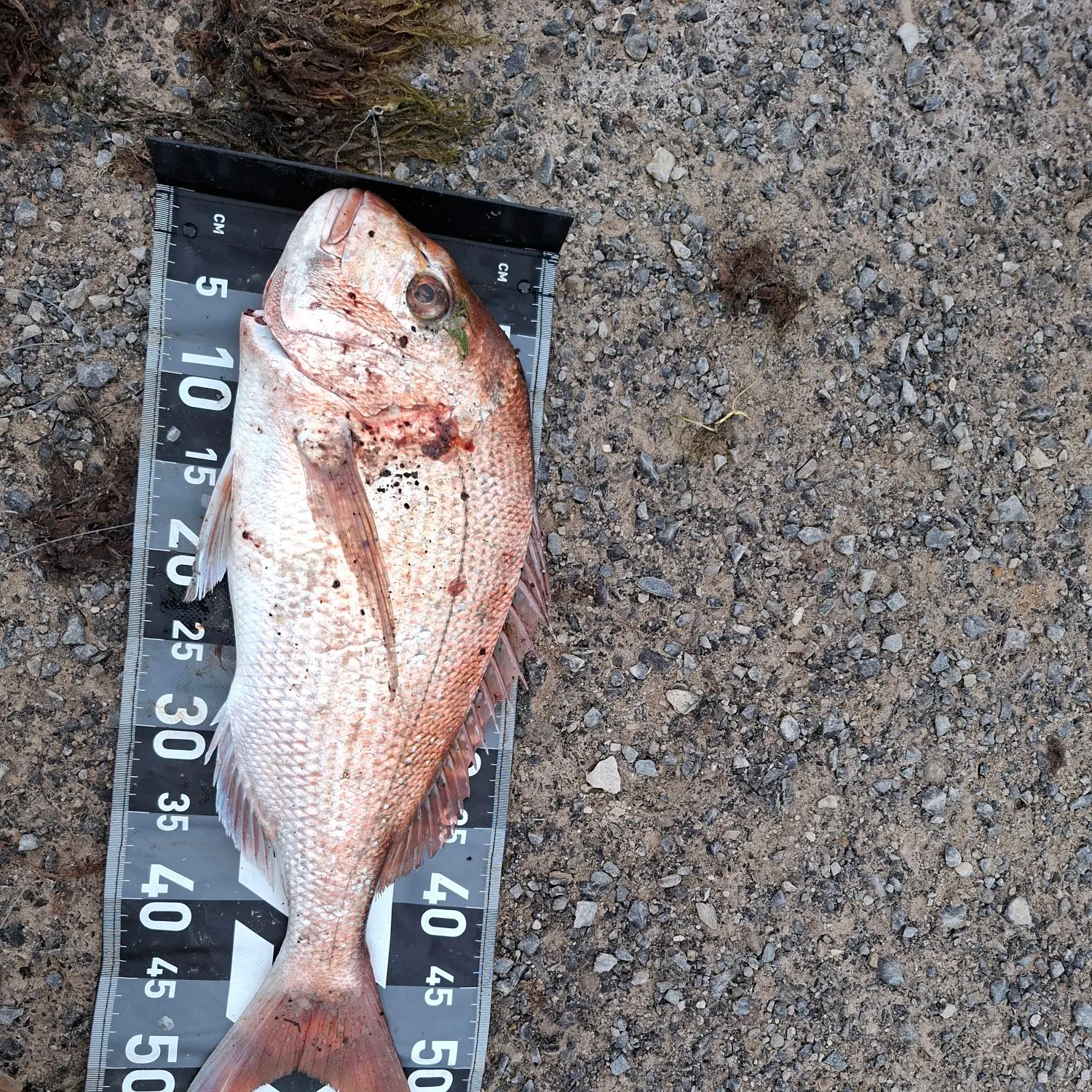Australasian snapper caught on Fishbrain