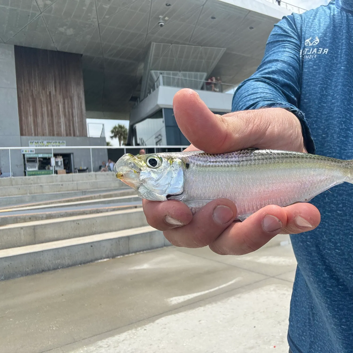 The most recent Hickory shad catches on Fishbrain