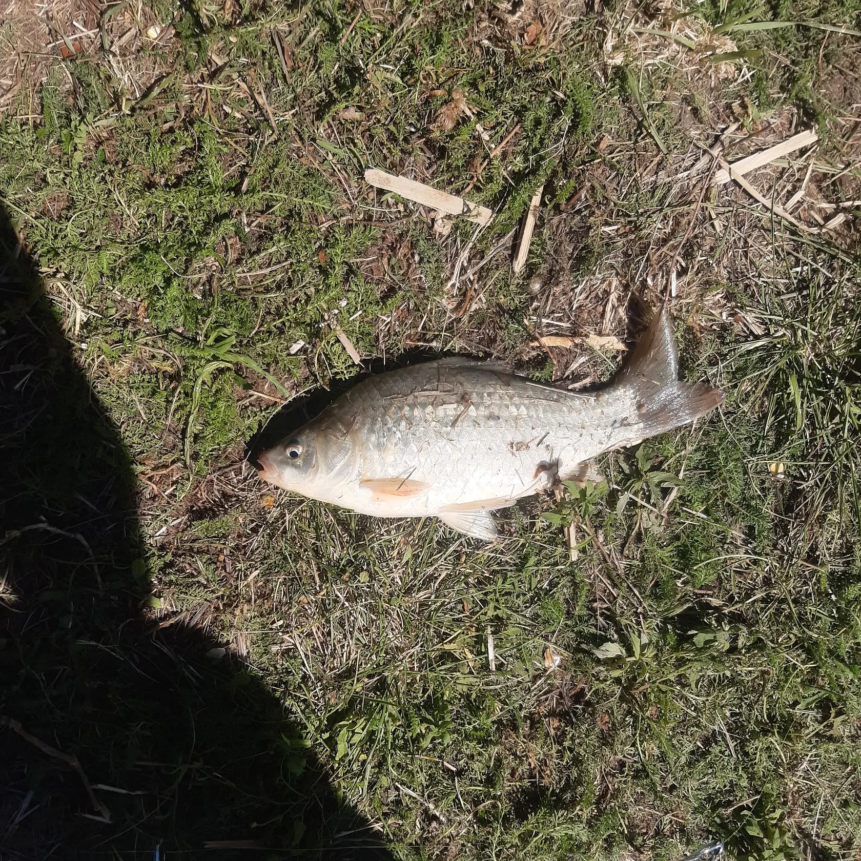 Common carp caught on Fishbrain